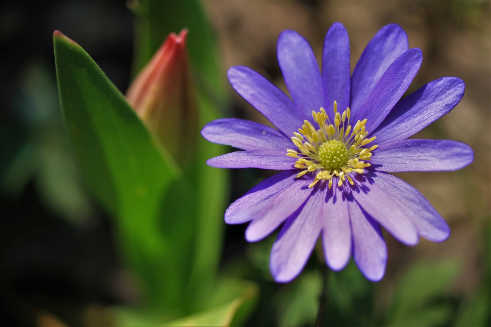 Canon EOS 7D sample photo. Hepatica, common hepatica, three-lobed photography