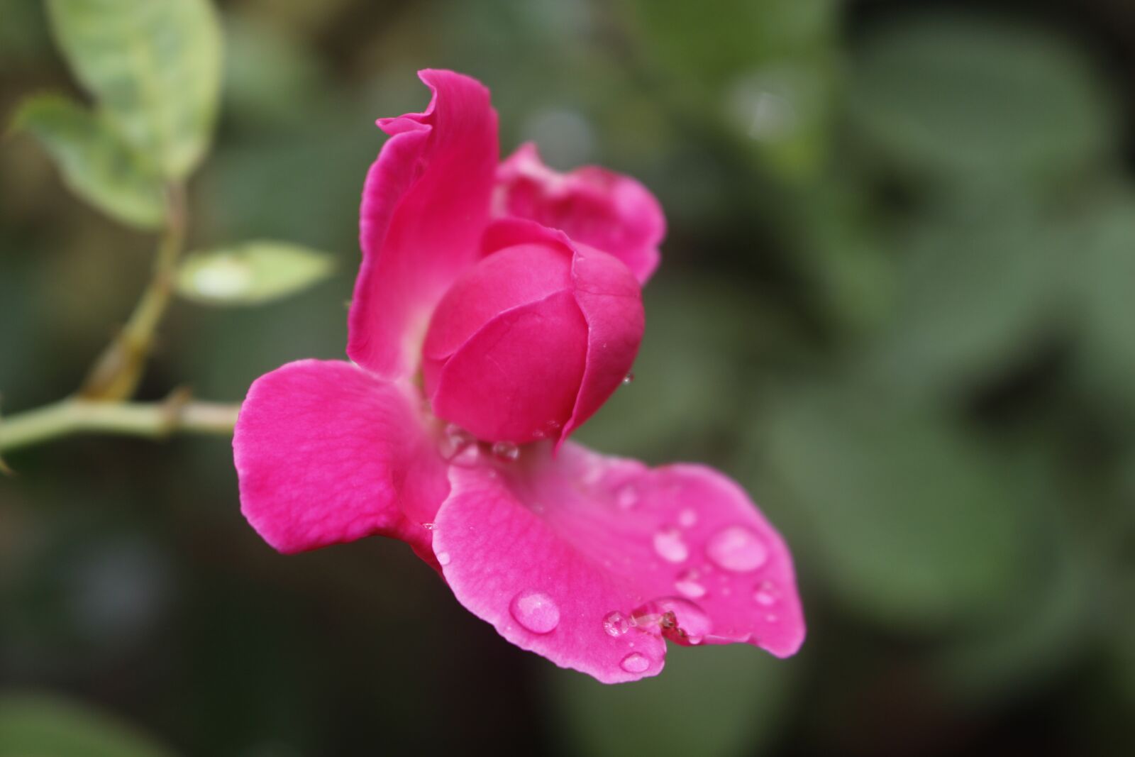 Canon EOS 700D (EOS Rebel T5i / EOS Kiss X7i) sample photo. Flower, nature, flora photography
