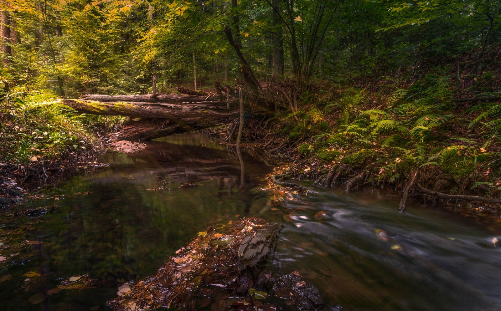 Canon EOS 700D (EOS Rebel T5i / EOS Kiss X7i) sample photo. Autumn, forest, the rays photography