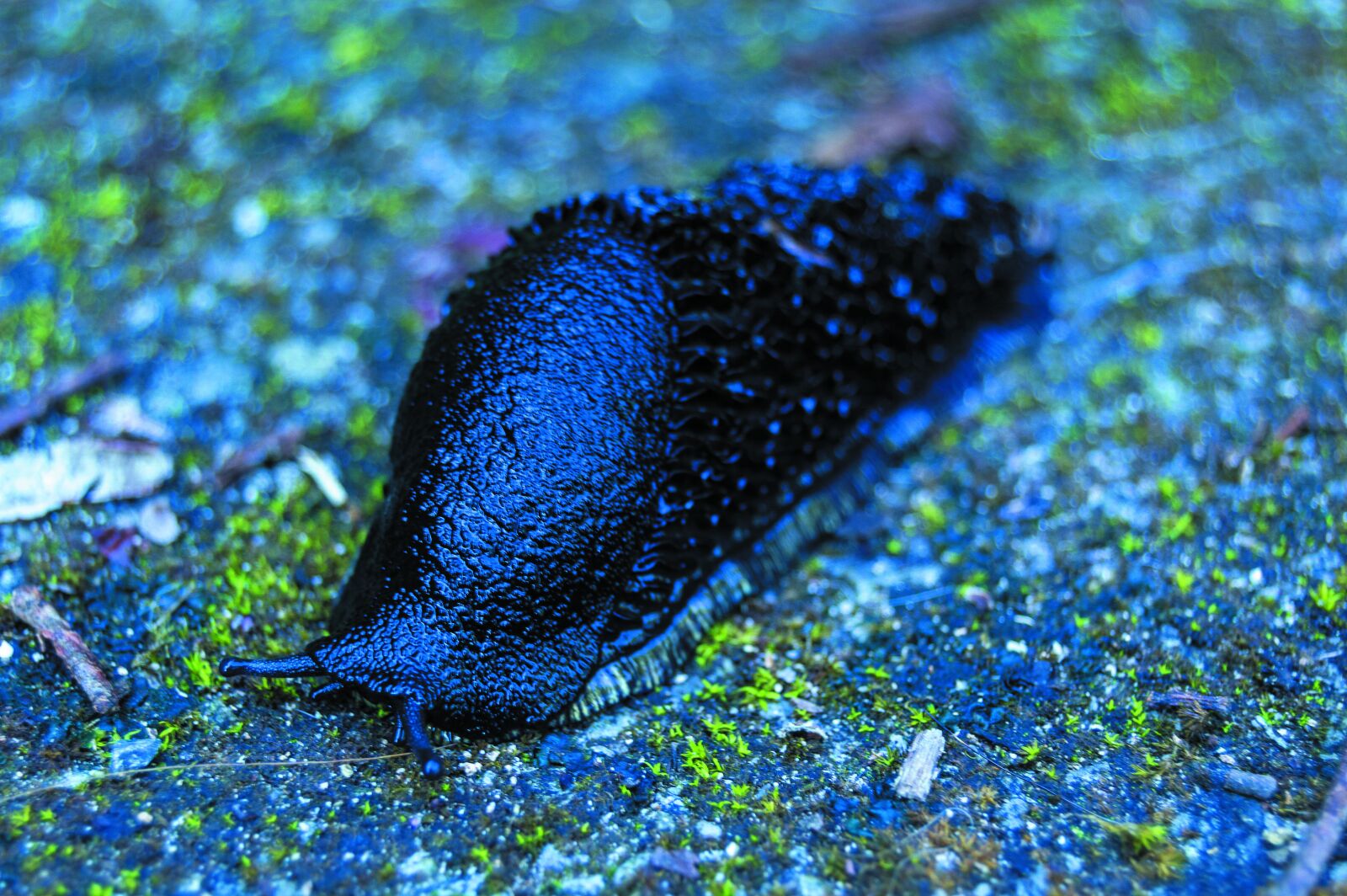 Nikon D3200 sample photo. Animals, nature, slug photography