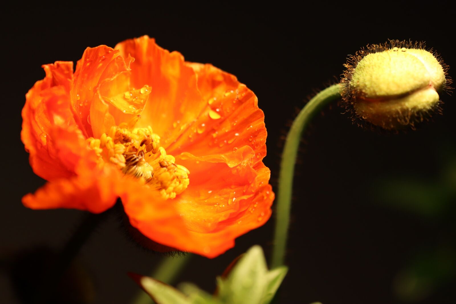 Canon EOS 90D sample photo. Poppy, orange, red photography