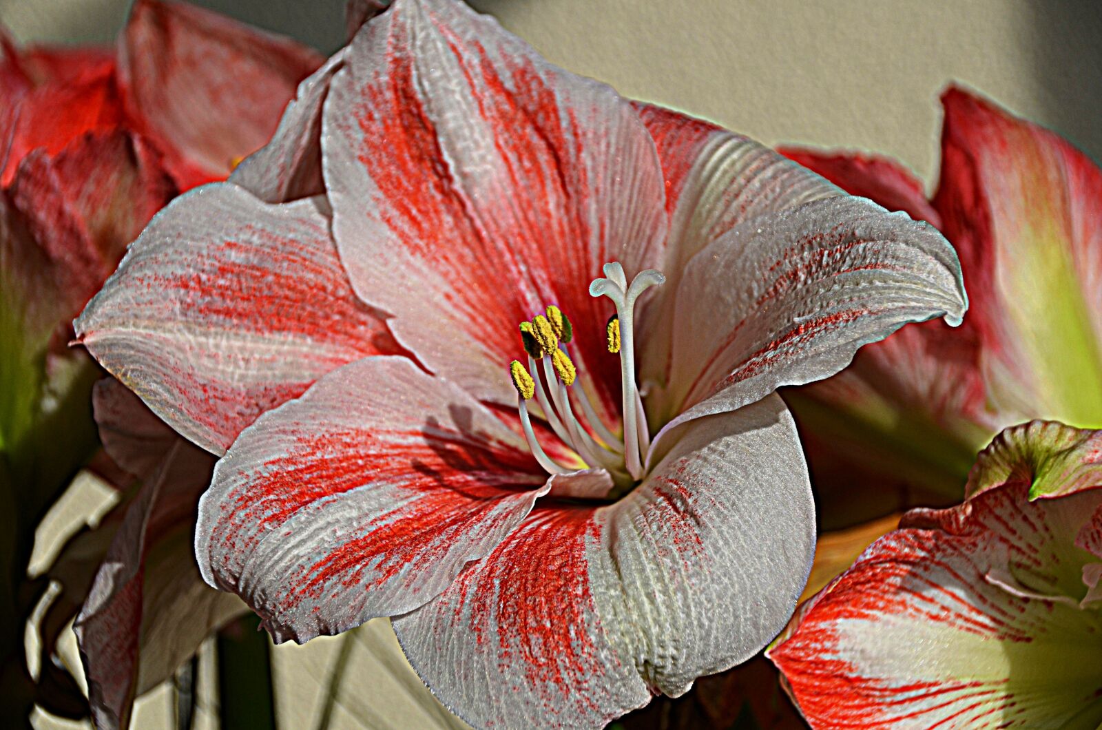 Nikon D5100 sample photo. Flower, lily, chalice photography