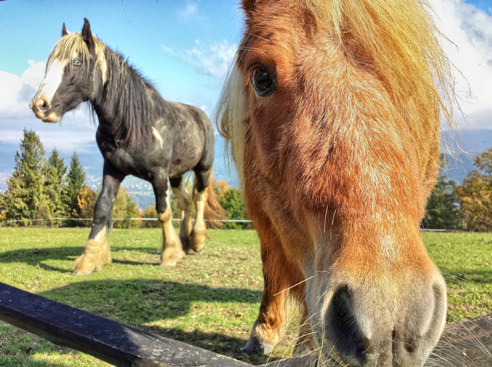 Samsung Galaxy S4 sample photo. The horse, konik, horses photography