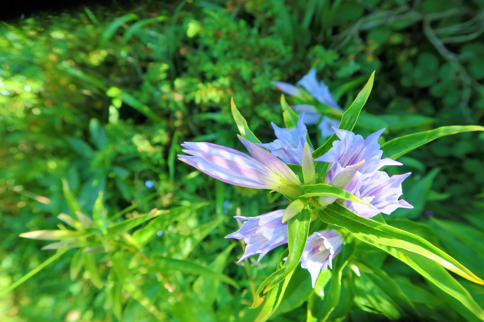 Canon PowerShot G7 X sample photo. Flower, nature, green photography