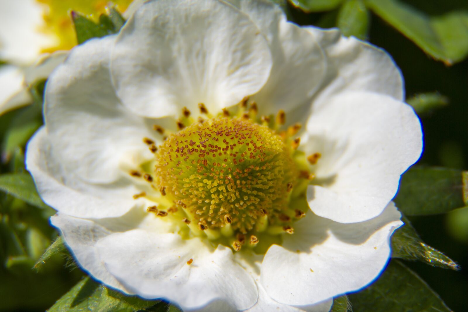Canon EOS 600D (Rebel EOS T3i / EOS Kiss X5) sample photo. Flower, nature, strawberry photography