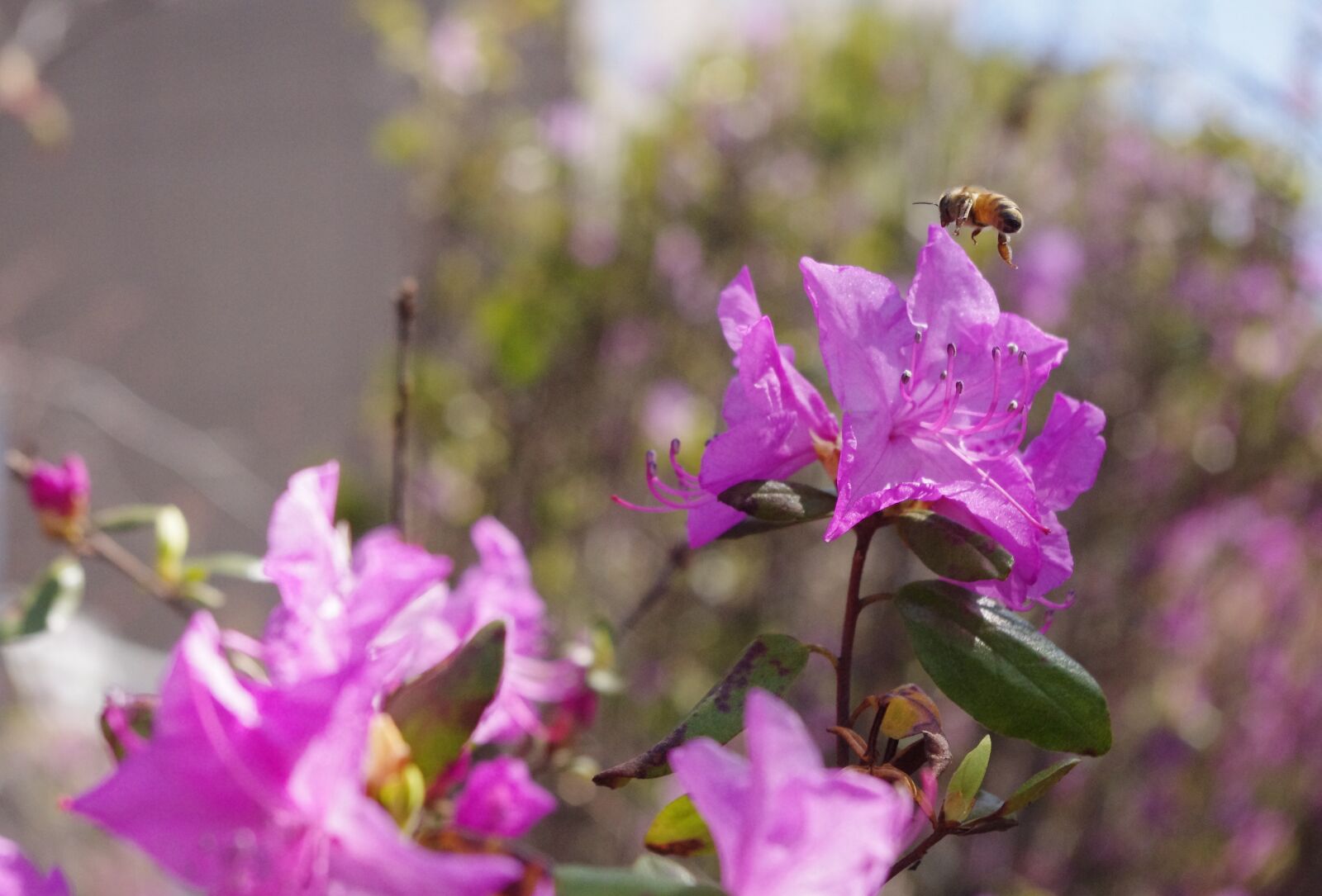 Pentax K-r sample photo. Bee, azalea, pink photography