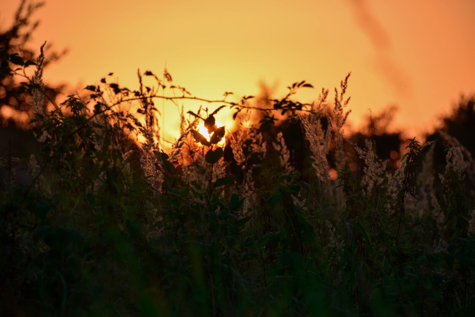 Nikon D3300 sample photo. Summer, landscape, sun photography
