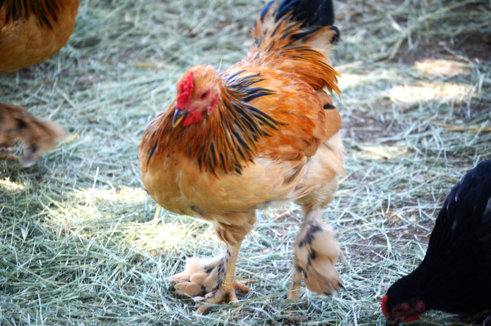 Nikon D3200 sample photo. Chicken, hen, feathers photography