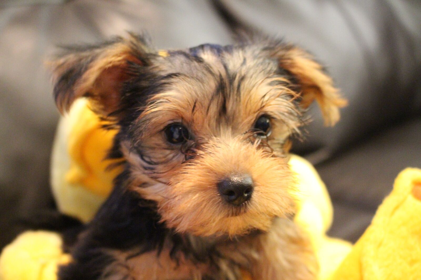 Canon EOS 700D (EOS Rebel T5i / EOS Kiss X7i) sample photo. Yorkie, pet, cu photography