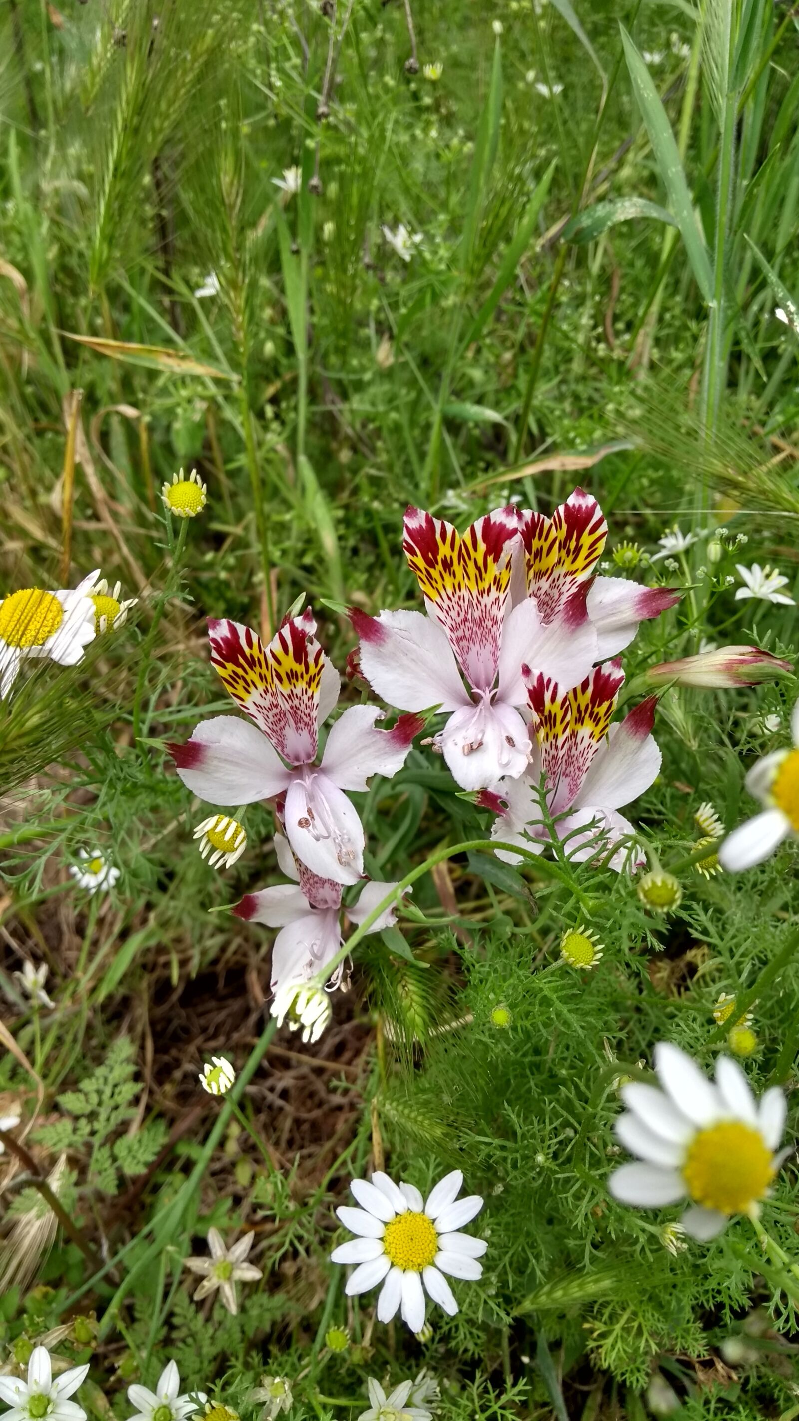Motorola Moto G (5th Gen) sample photo. Flora, nature, flower photography