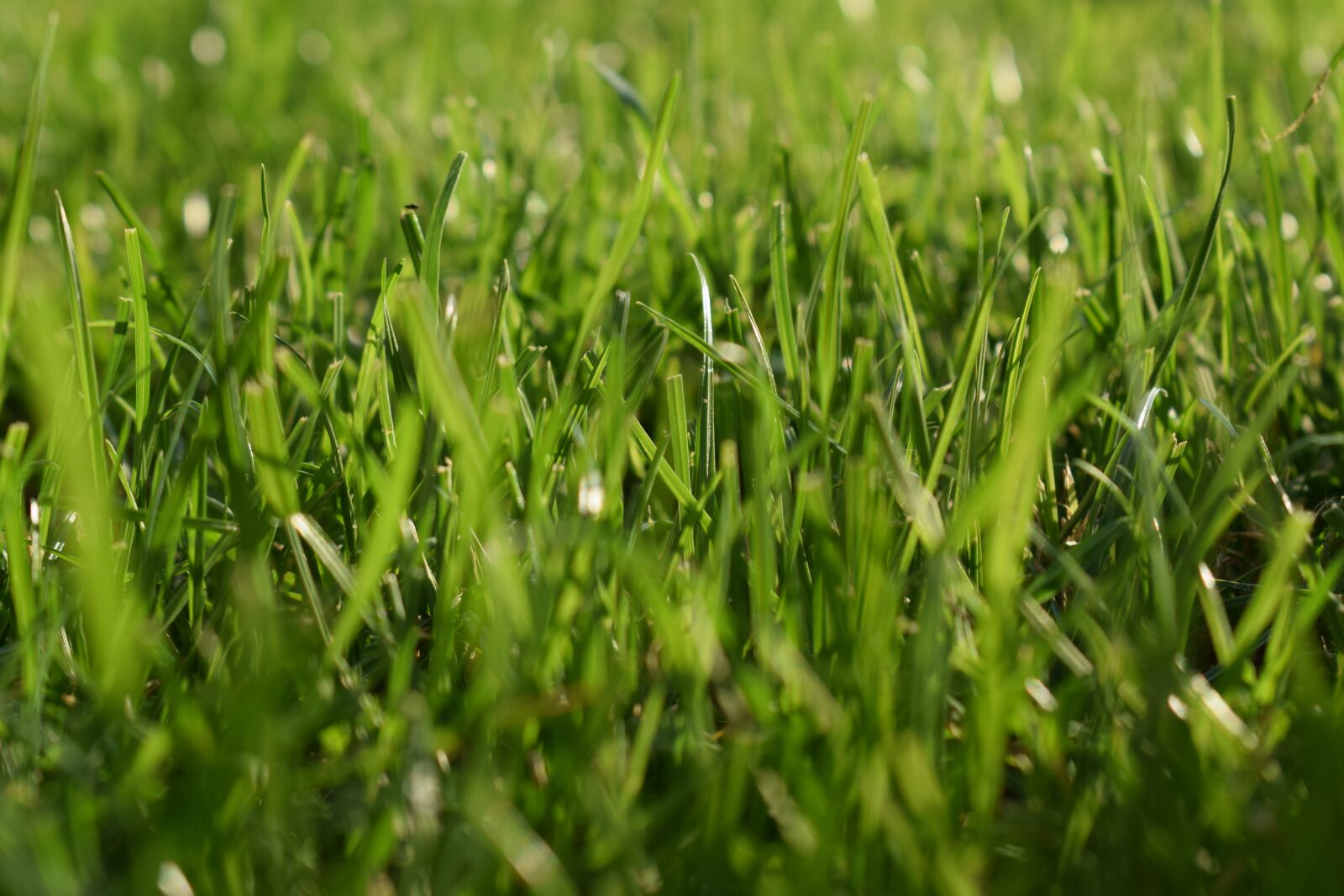 Nikon D5300 sample photo. Lawn, nature, green photography