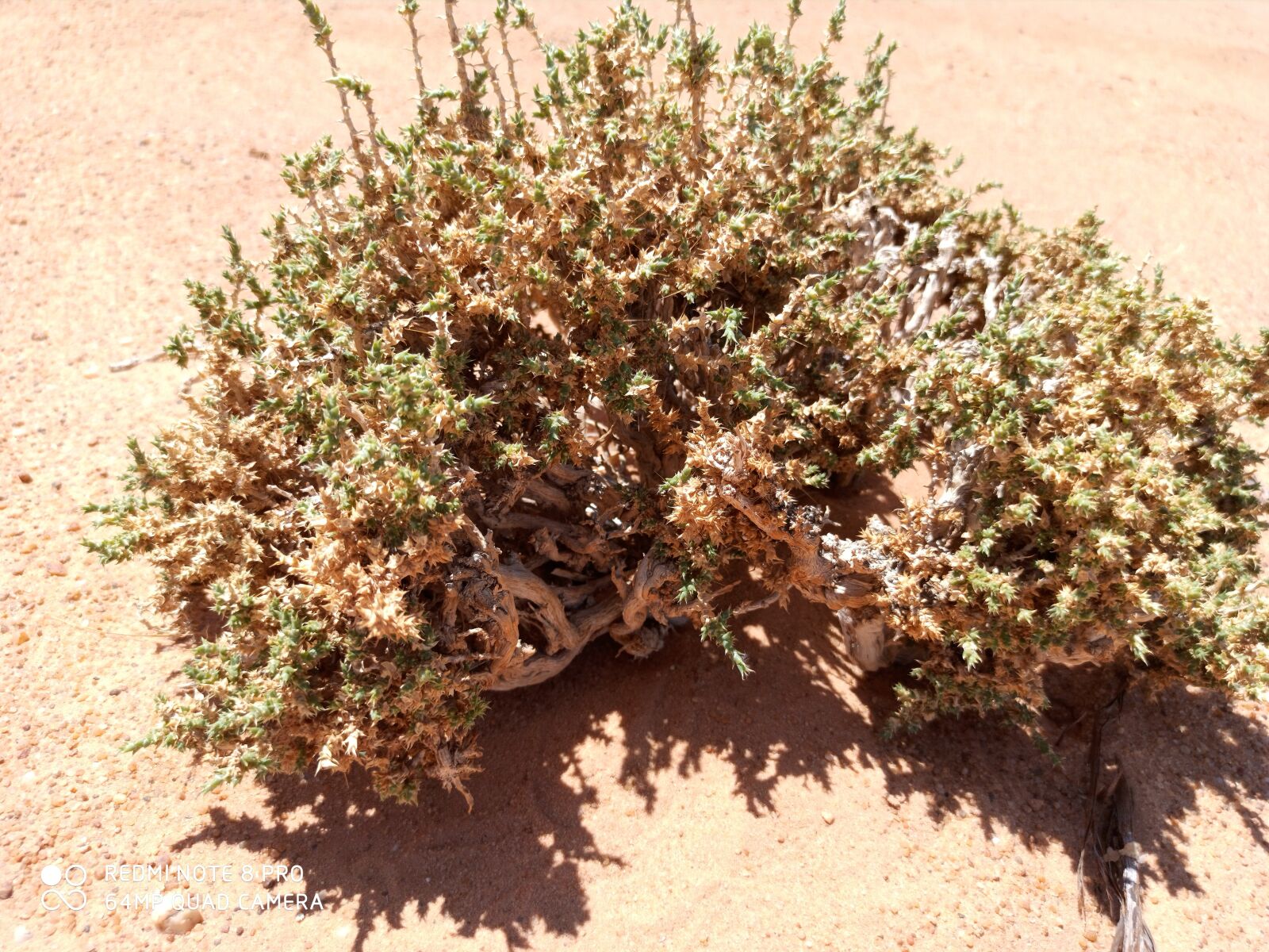 Xiaomi Redmi Note 8 Pro sample photo. Desert, prickly, plant photography