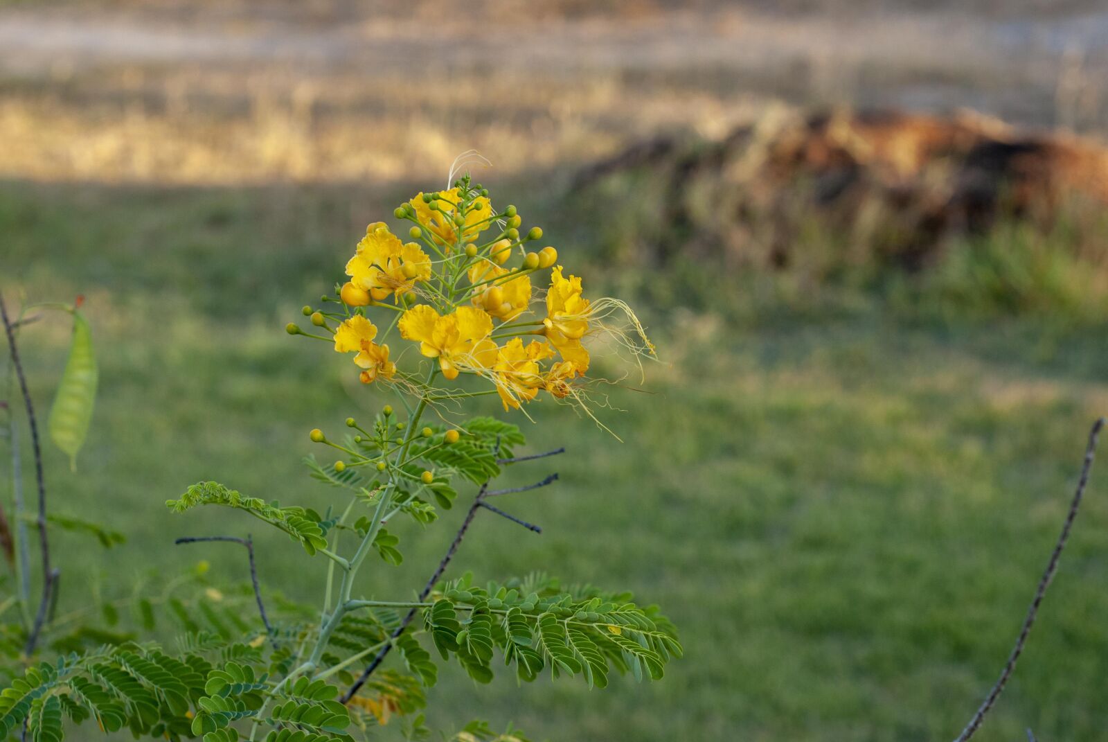 Nikon D60 sample photo. Flower, top green, green photography