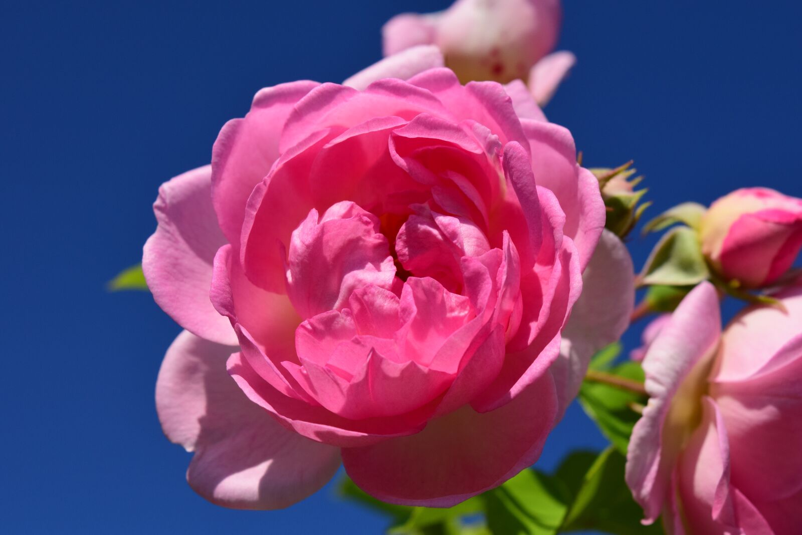 Nikon D3300 sample photo. Pink, rose, pink rose photography