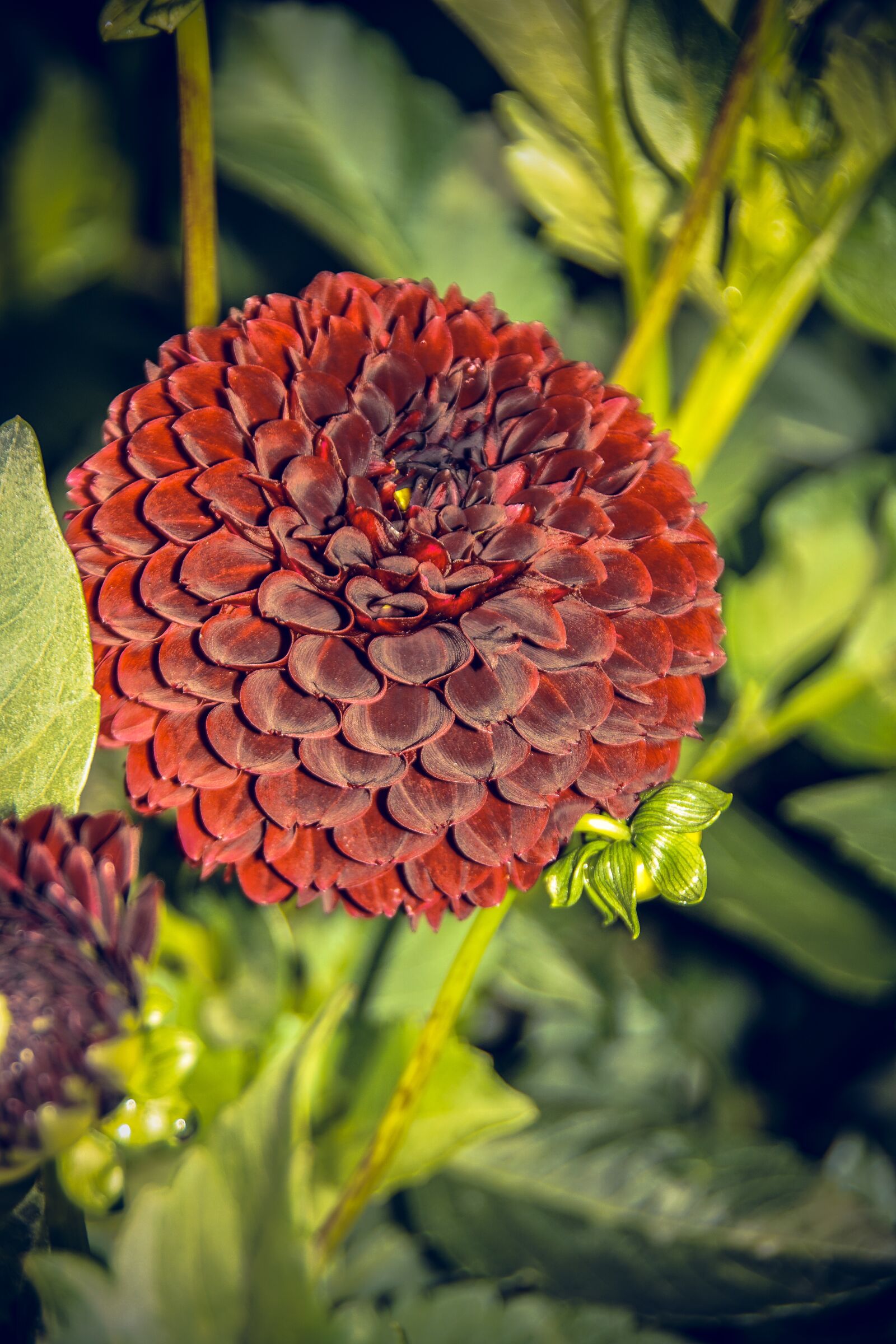Sony ILCA-77M2 sample photo. Dahlia, blossom, bloom photography