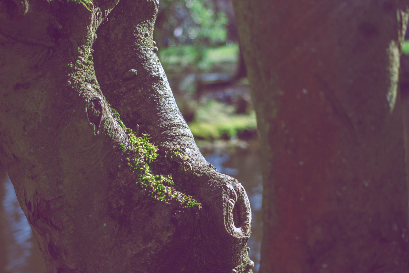 Canon EOS 600D (Rebel EOS T3i / EOS Kiss X5) + Canon EF 40mm F2.8 STM sample photo. Lake, moss, tree photography