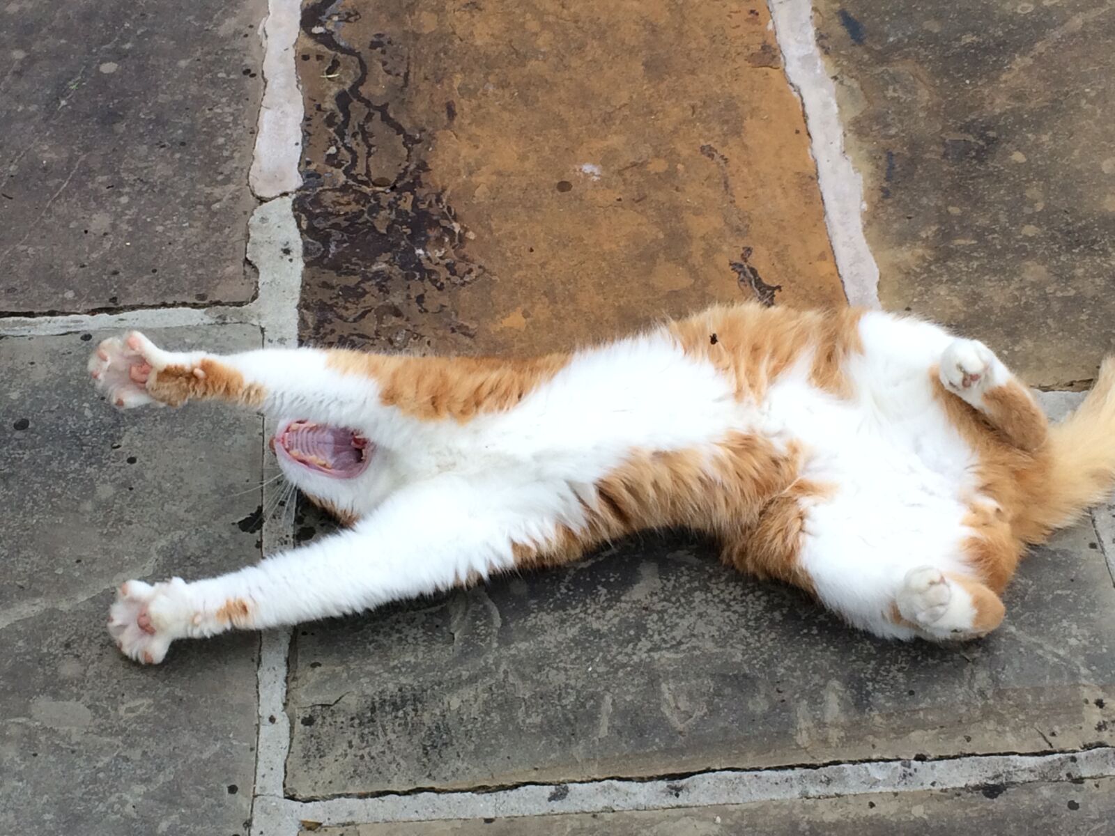 iPhone 5s back camera 4.15mm f/2.2 sample photo. Cat, stretch, yawn photography