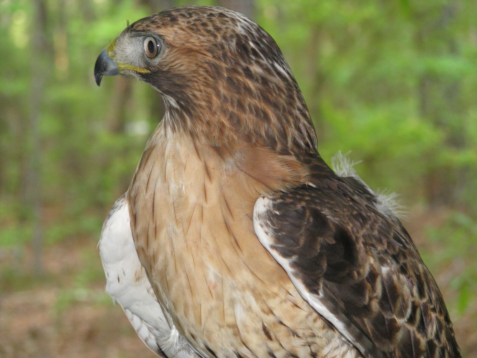 Canon POWERSHOT S5 IS sample photo. Red tailed hawk, bird photography