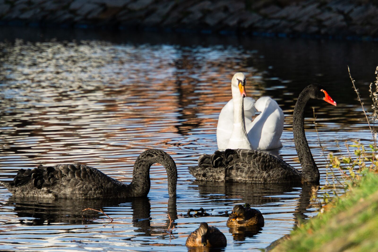 Sony a6000 sample photo. Swans, black, white photography