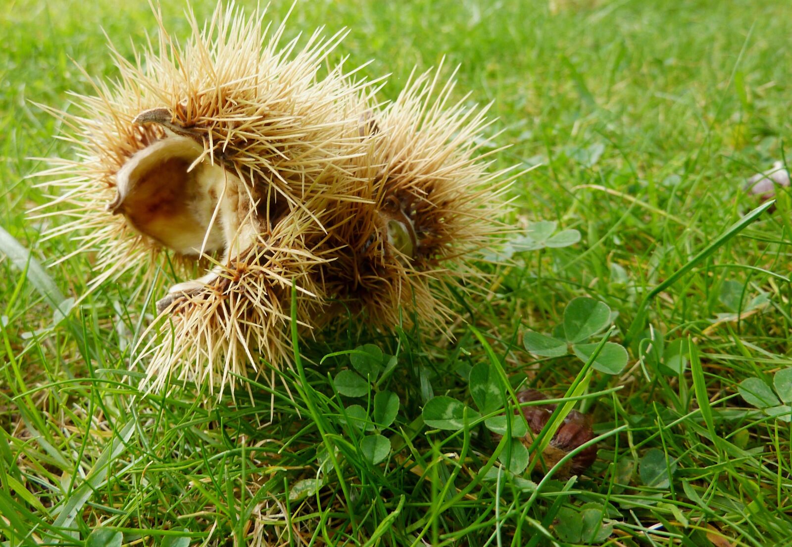 Panasonic DMC-TZ7 sample photo. Chestnut, spur, maroni photography