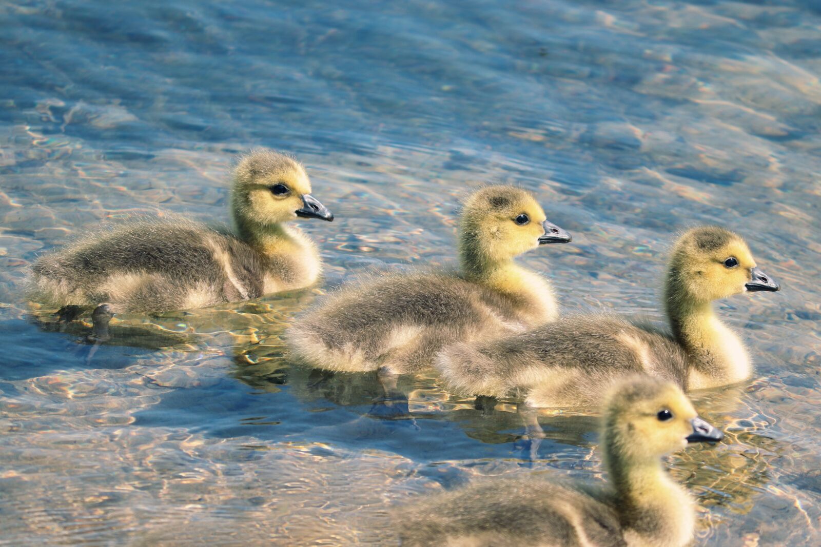 Canon EOS 200D (EOS Rebel SL2 / EOS Kiss X9) sample photo. Chicks, boy, young birds photography