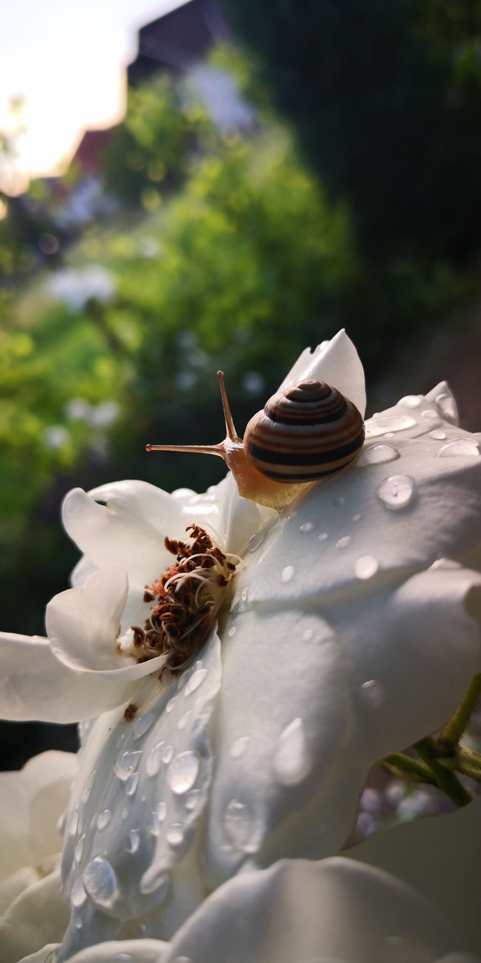 HUAWEI Mate 10 Pro sample photo. Snail, rose, garden photography