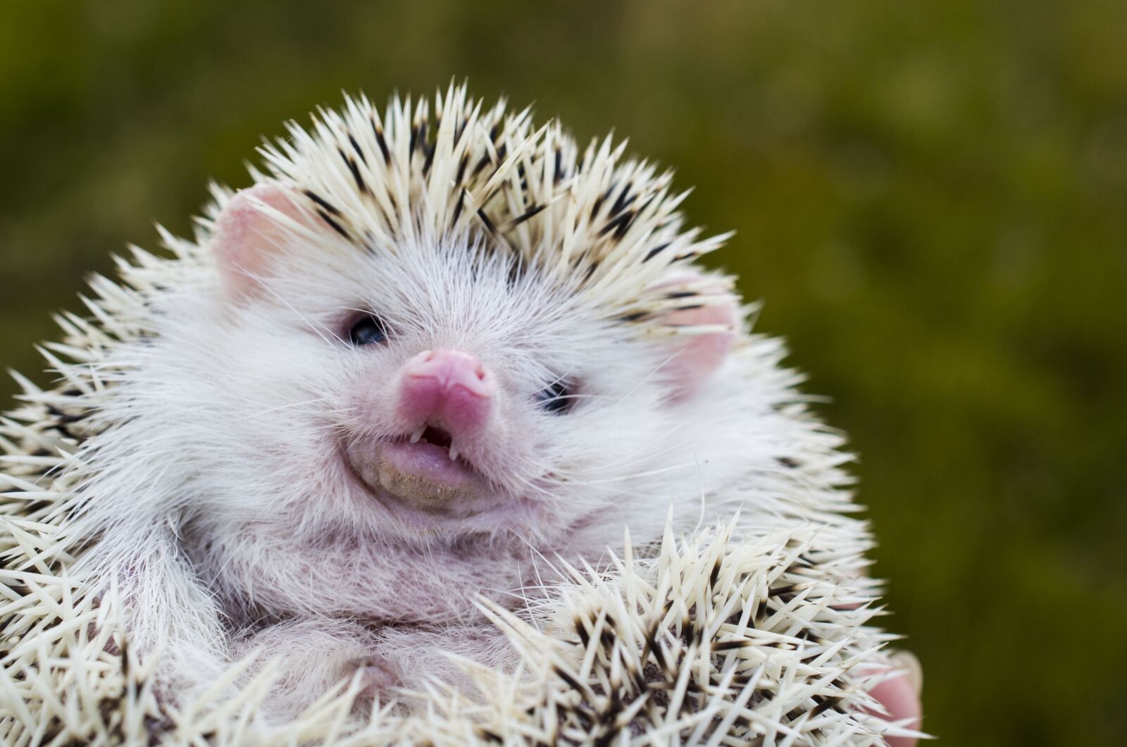 Nikon D7000 sample photo. Hedgehog, outdoors, animal photography