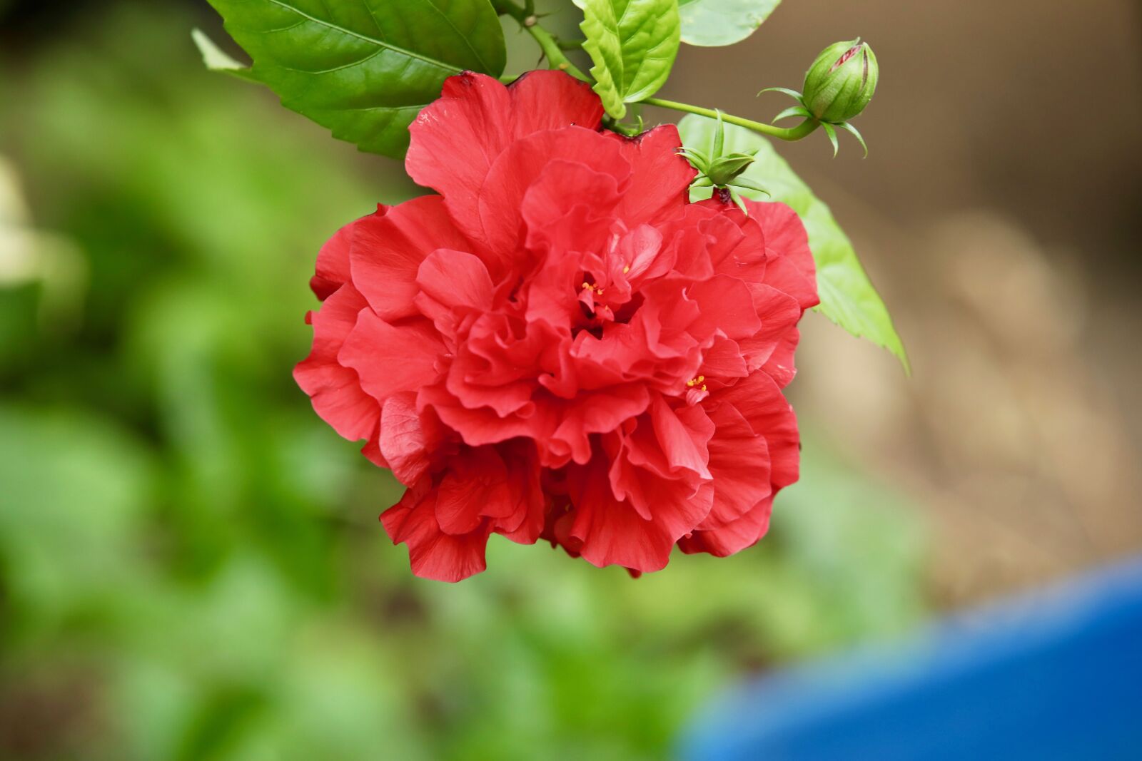 Canon EOS 5D Mark IV sample photo. Flowers, red, duple photography