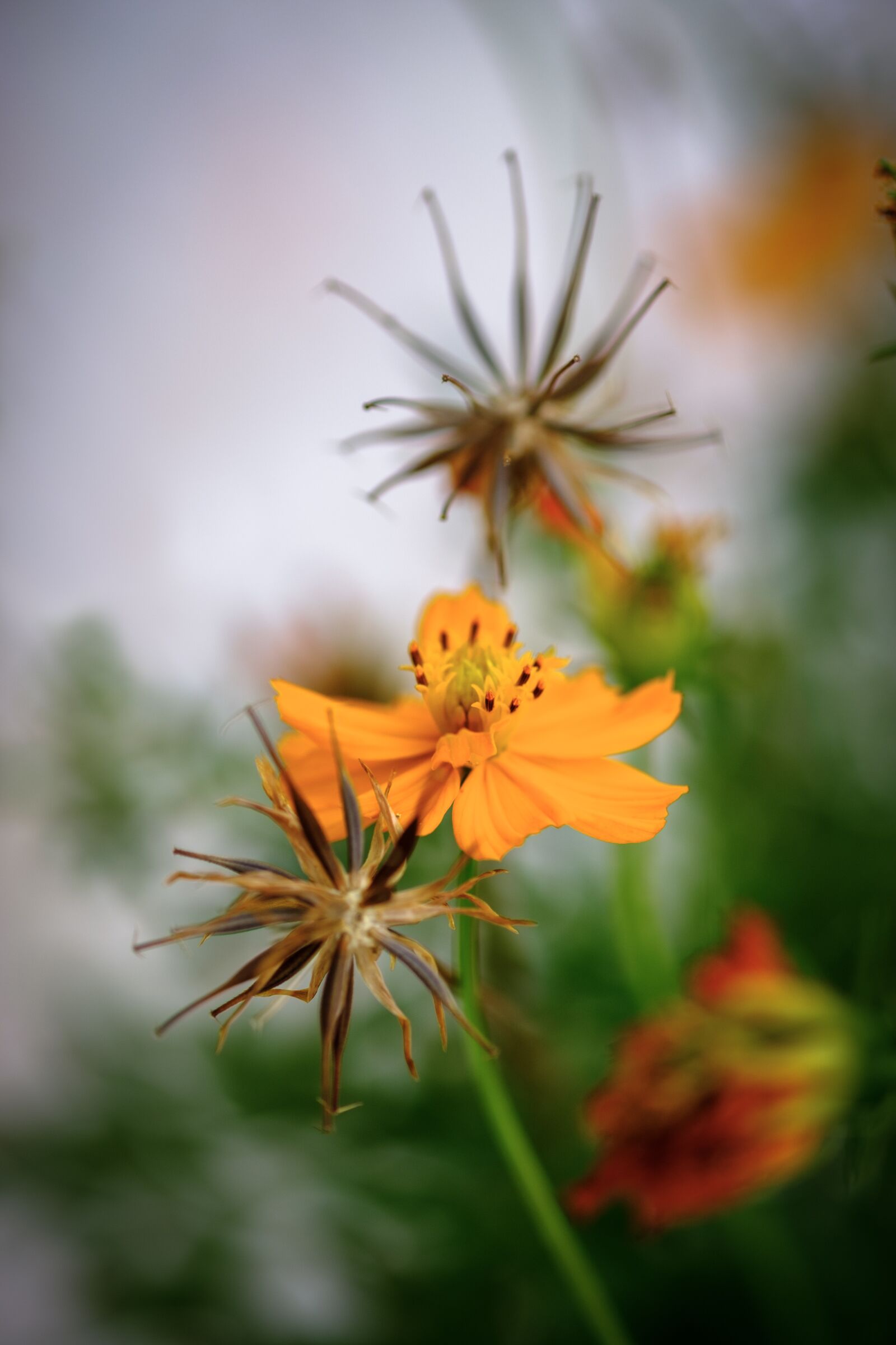 Fujifilm X-T20 + Fujifilm XF 60mm F2.4 R Macro sample photo. Flowers, orange, petals photography