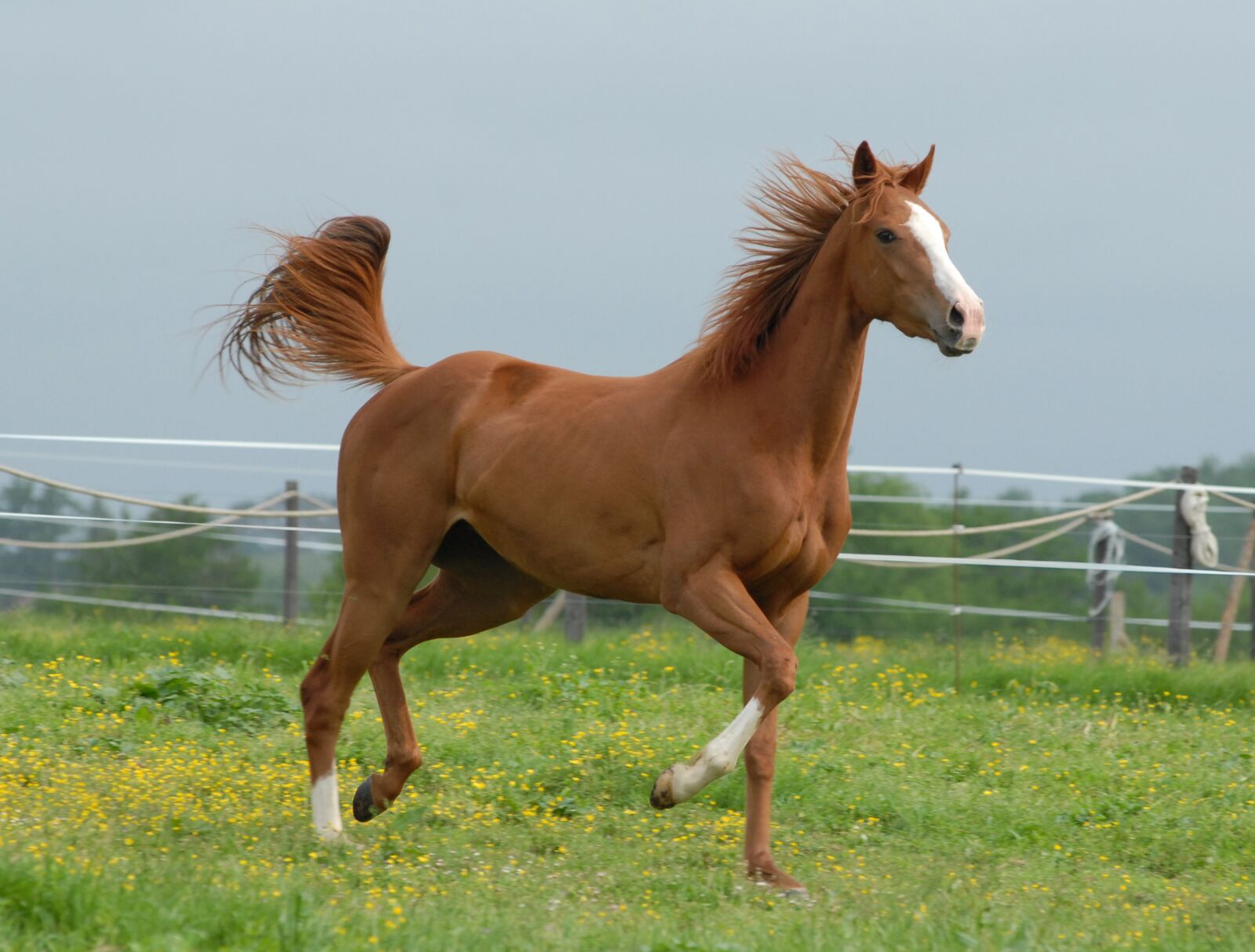 Nikon D200 sample photo. Horse, nature, free photography