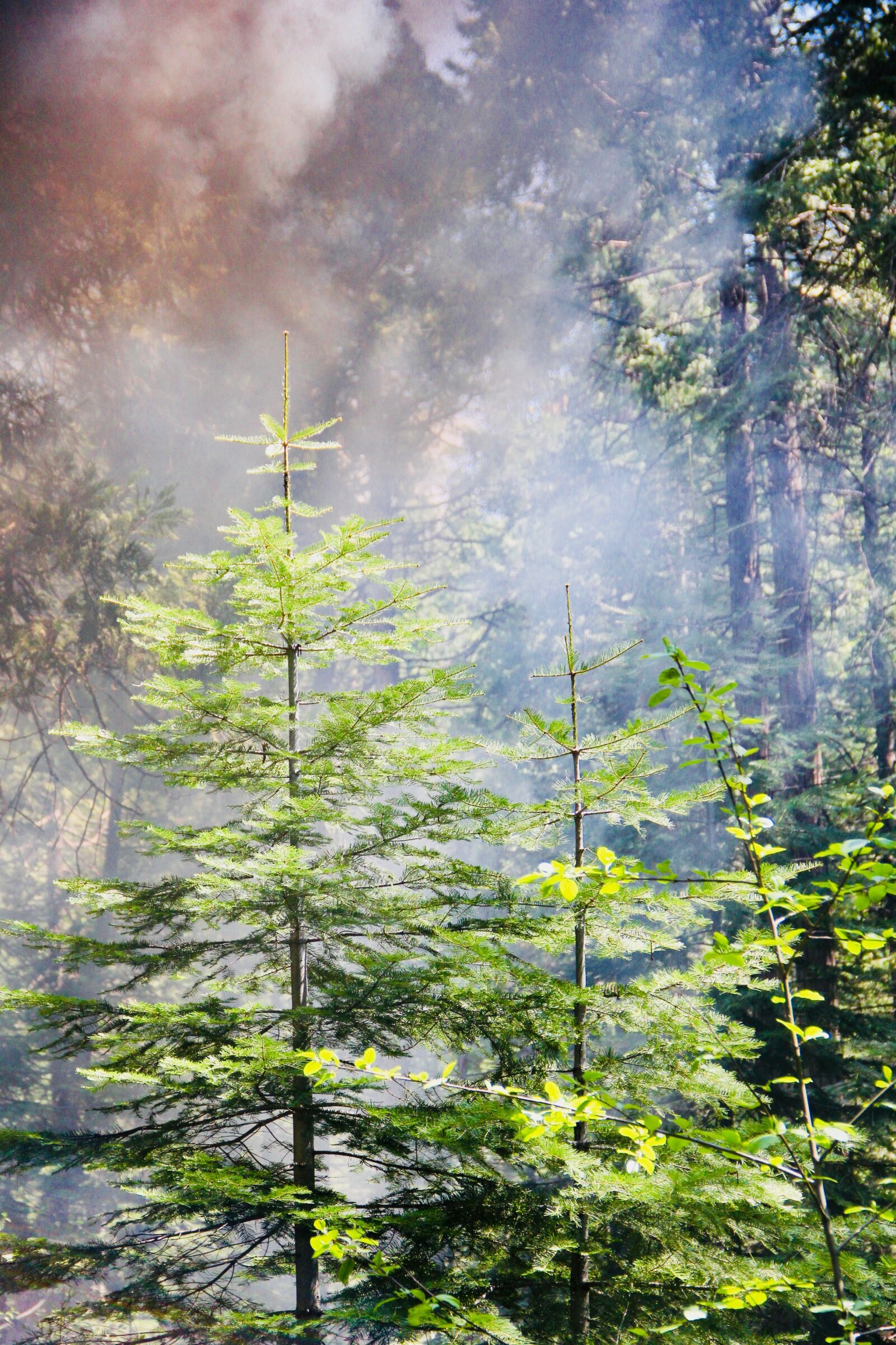 Canon EOS 60D sample photo. Yosemite, nature, smoke photography