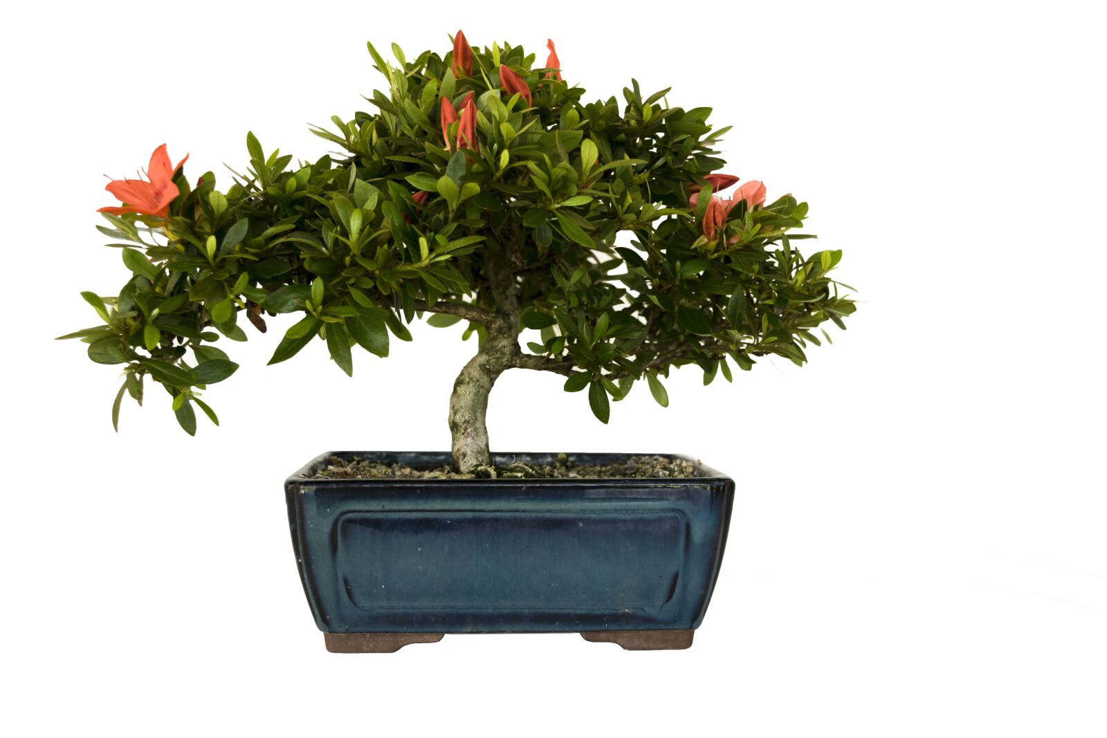 Nikon D3300 sample photo. Bonsai, azalea, plant photography