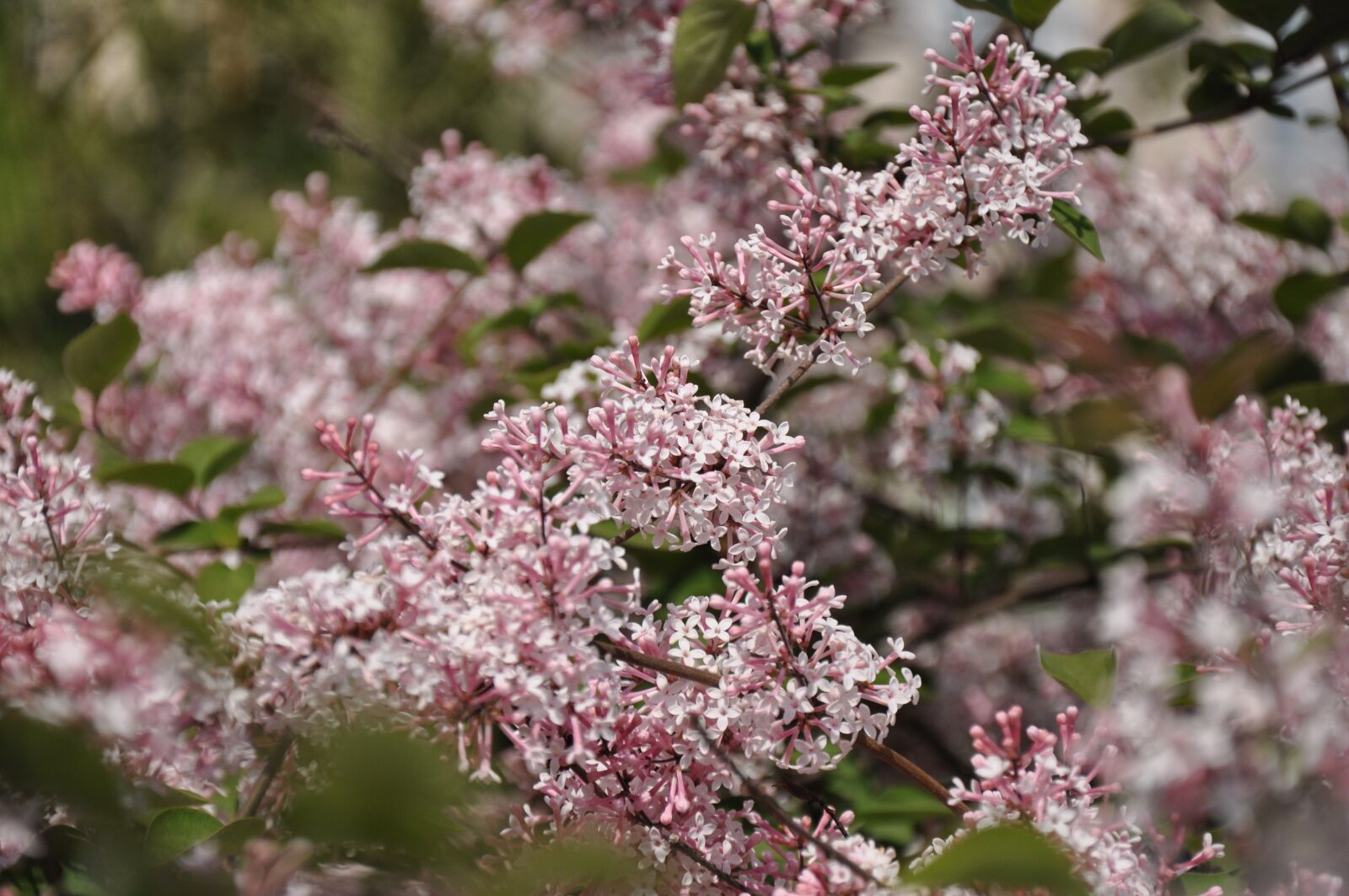 Nikon D90 sample photo. Lilac, spring, bloom photography