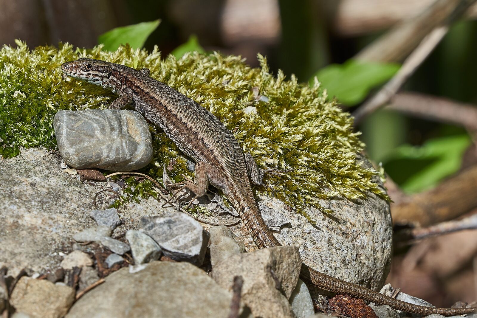 Sony FE 70-300mm F4.5-5.6 G OSS sample photo. Lizard, nature, animal world photography
