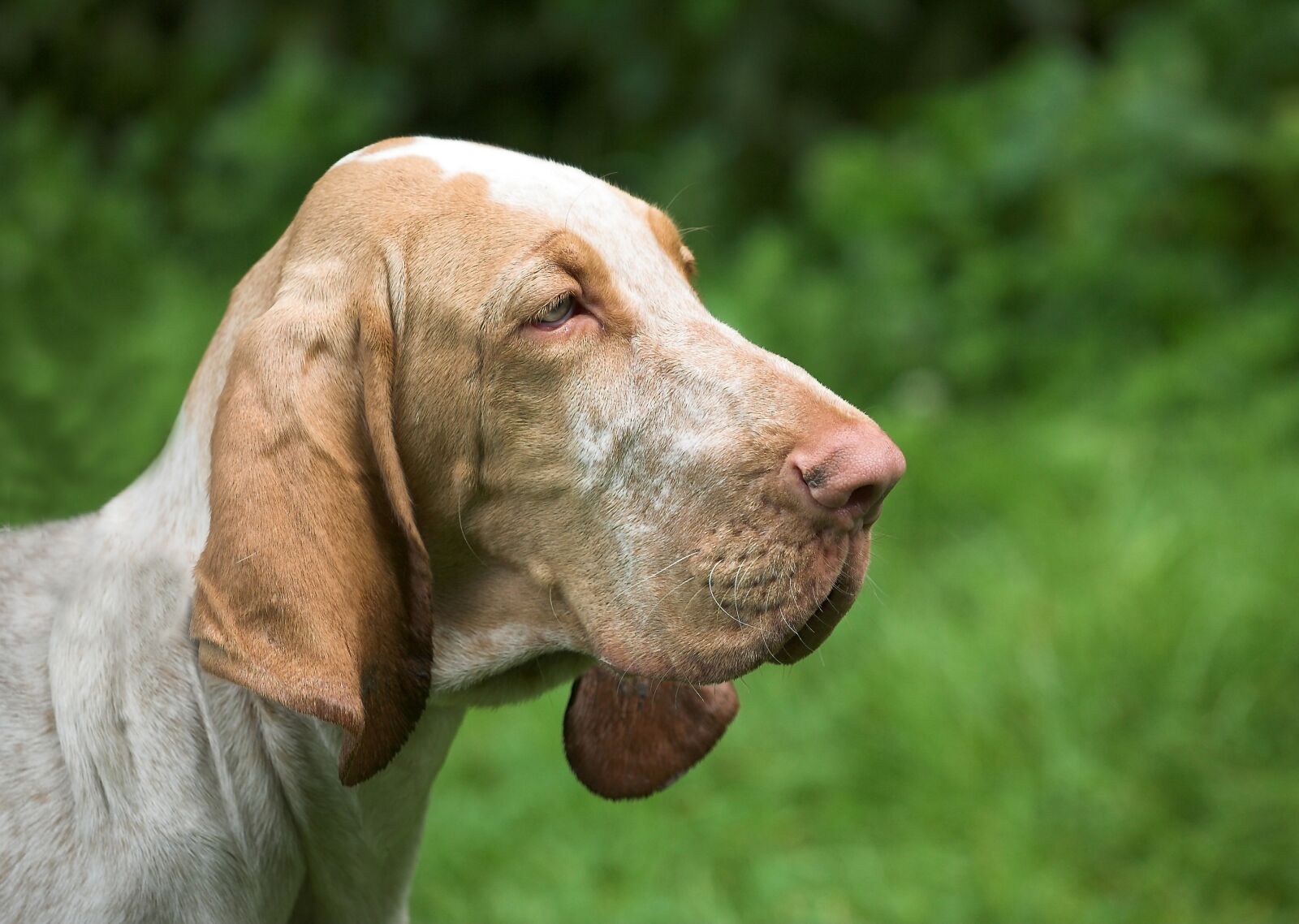 Canon EOS 5D sample photo. Dog, bloodhound, animals photography