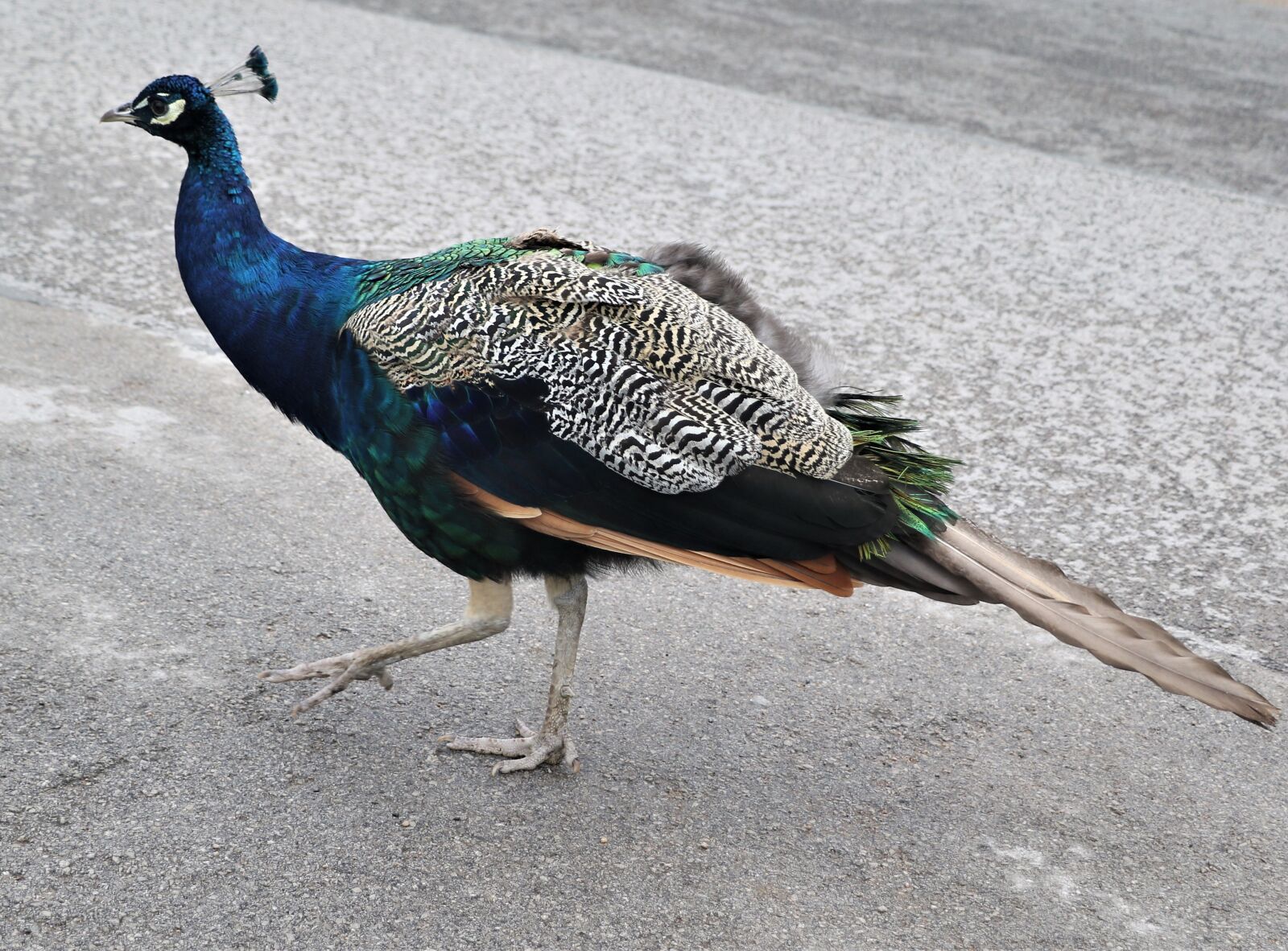 Canon EOS 7D Mark II sample photo. Pheasant, bird, nature photography