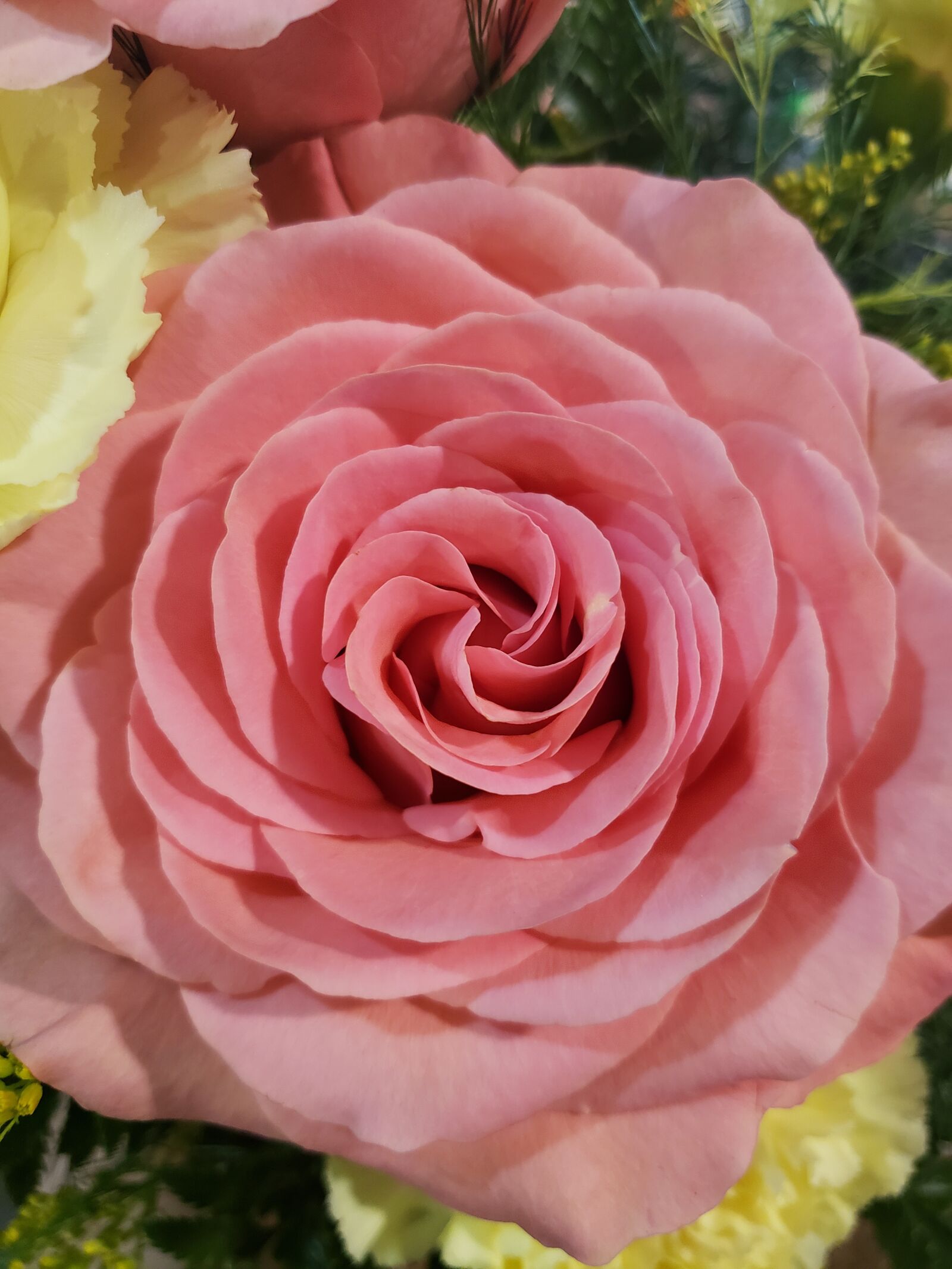 Samsung Galaxy S9 sample photo. Rose, peach, flower photography