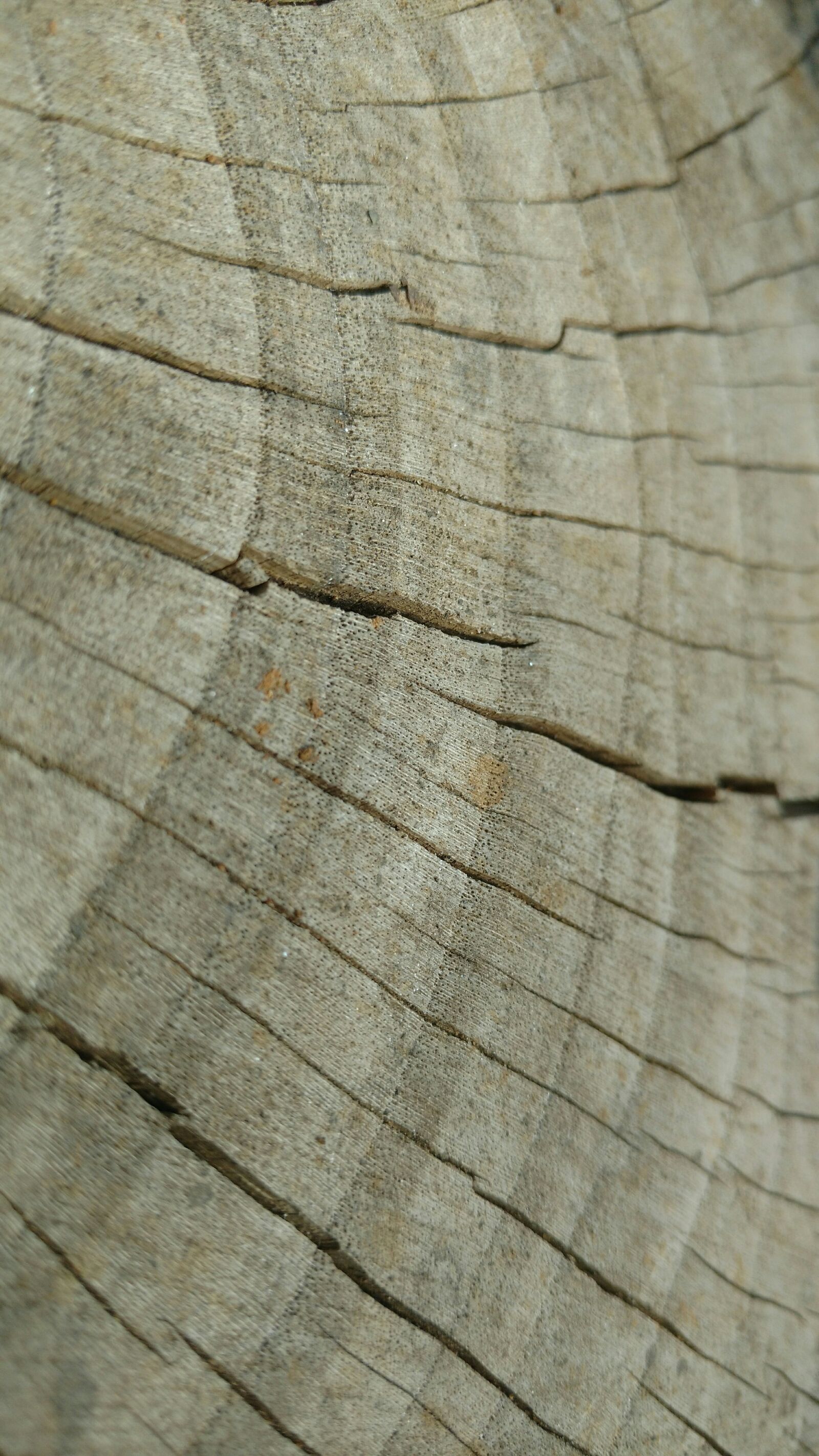 Motorola Moto X Play sample photo. Wood, tree, lakewood photography
