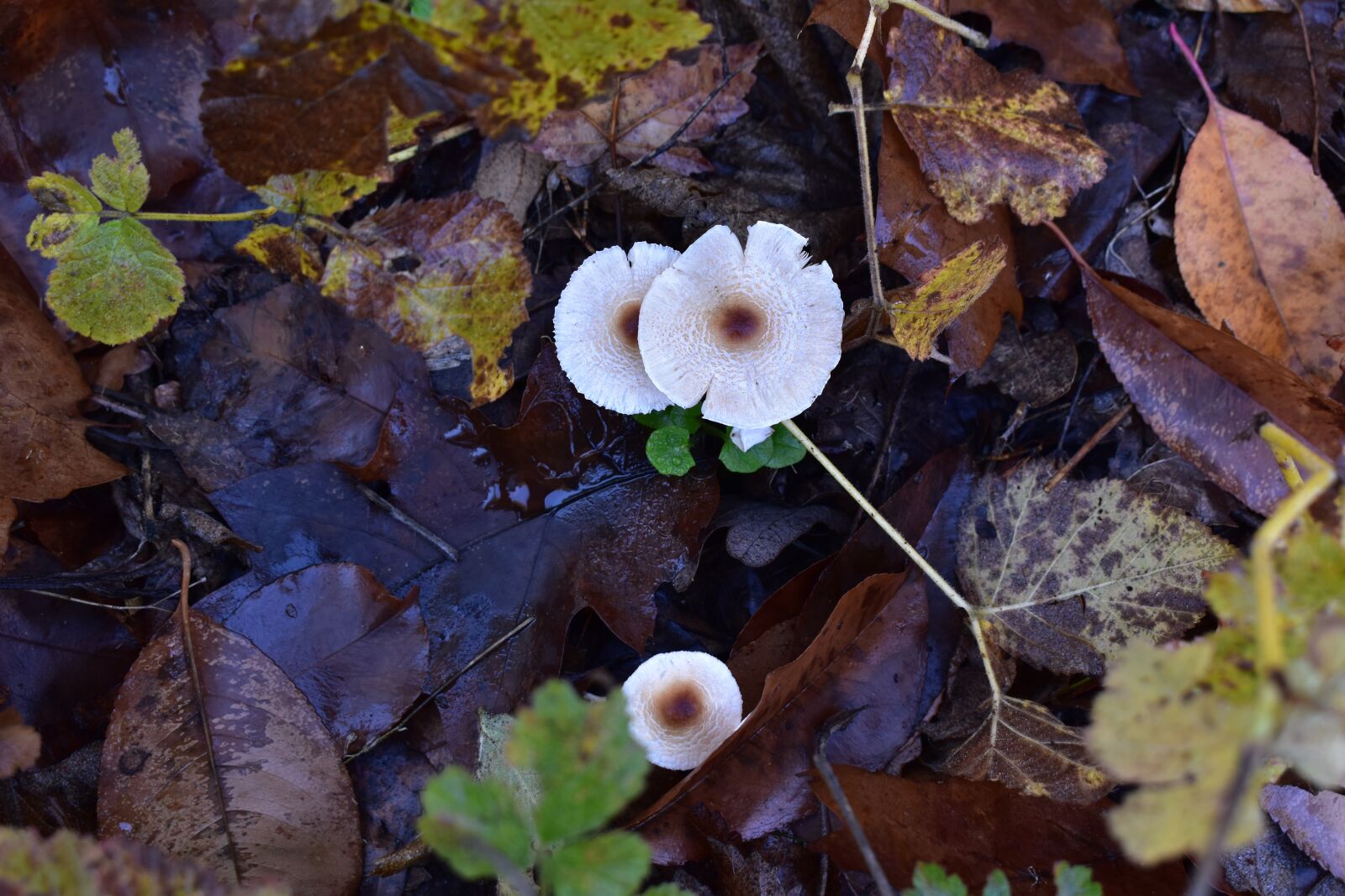 Nikon D5600 sample photo. Autumn, forest, forest floor photography