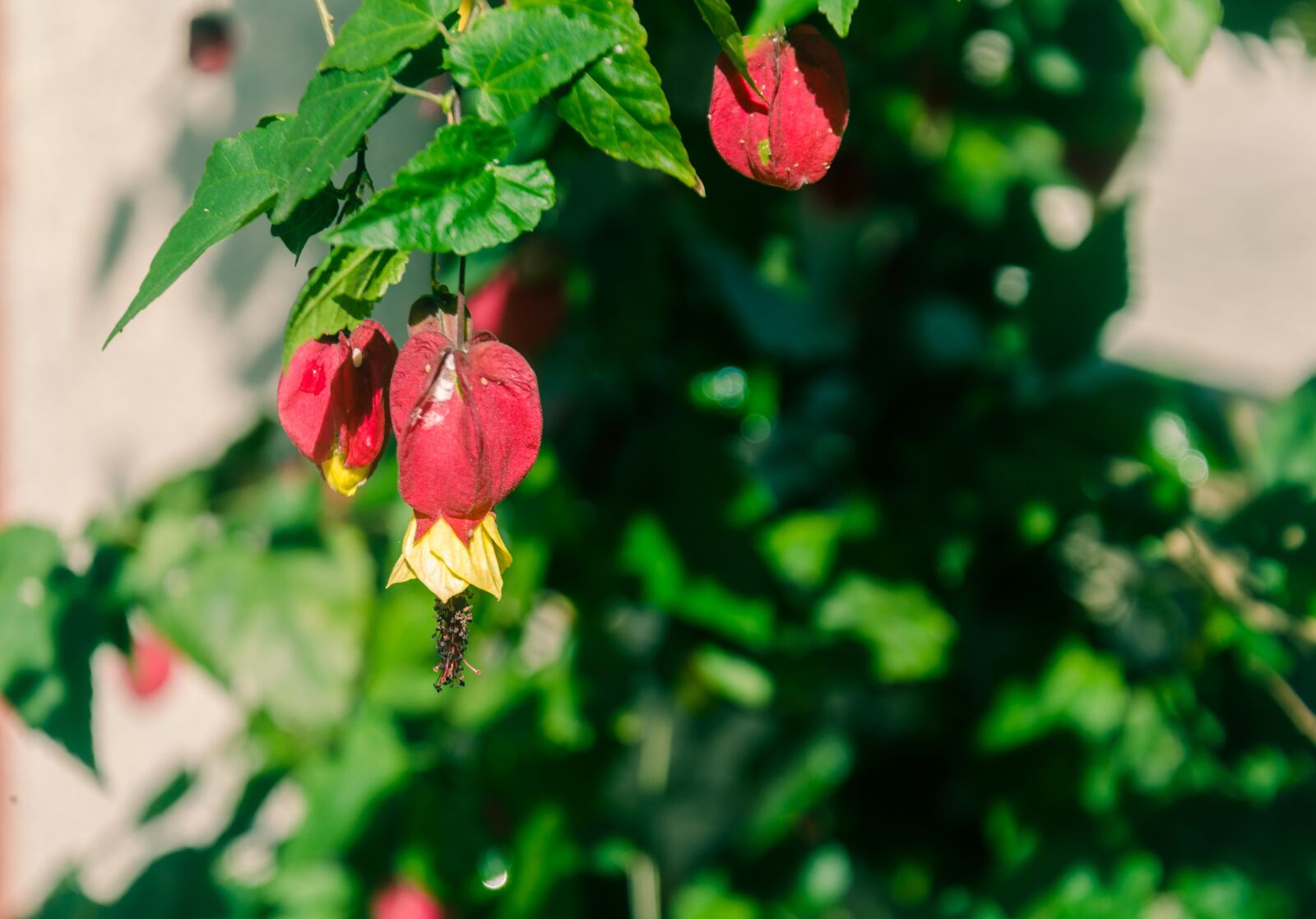 Nikon D5100 sample photo. Flower, beautiful flowers, red photography