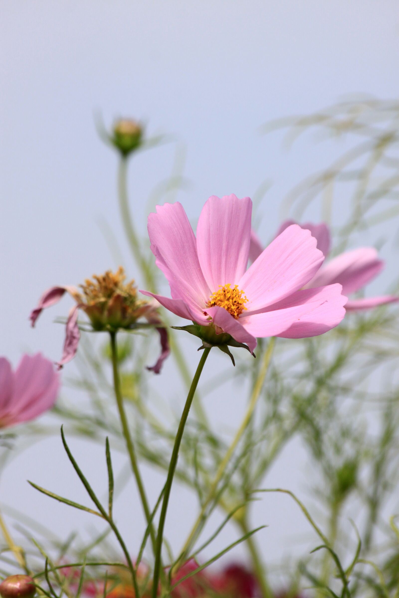 Canon EOS 50D sample photo. Cosmos, autumn, pink cosmos photography