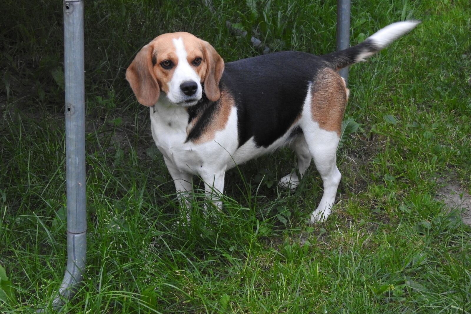 Nikon Coolpix P900 sample photo. Beagel, dog, bitch photography