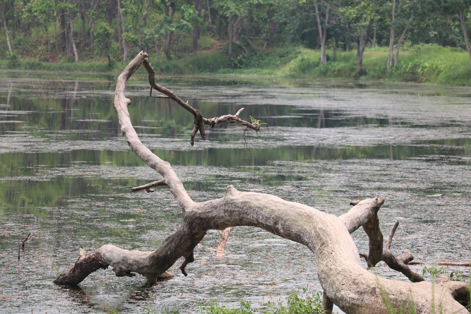 Canon EOS 750D (EOS Rebel T6i / EOS Kiss X8i) sample photo. Nepal, lake, green photography