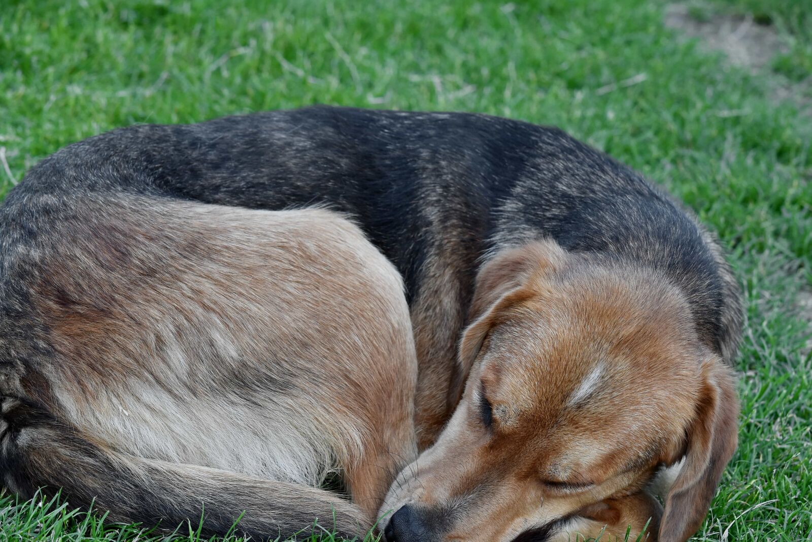 Nikon D5500 sample photo. Sleep, sleeping, animal, canine photography
