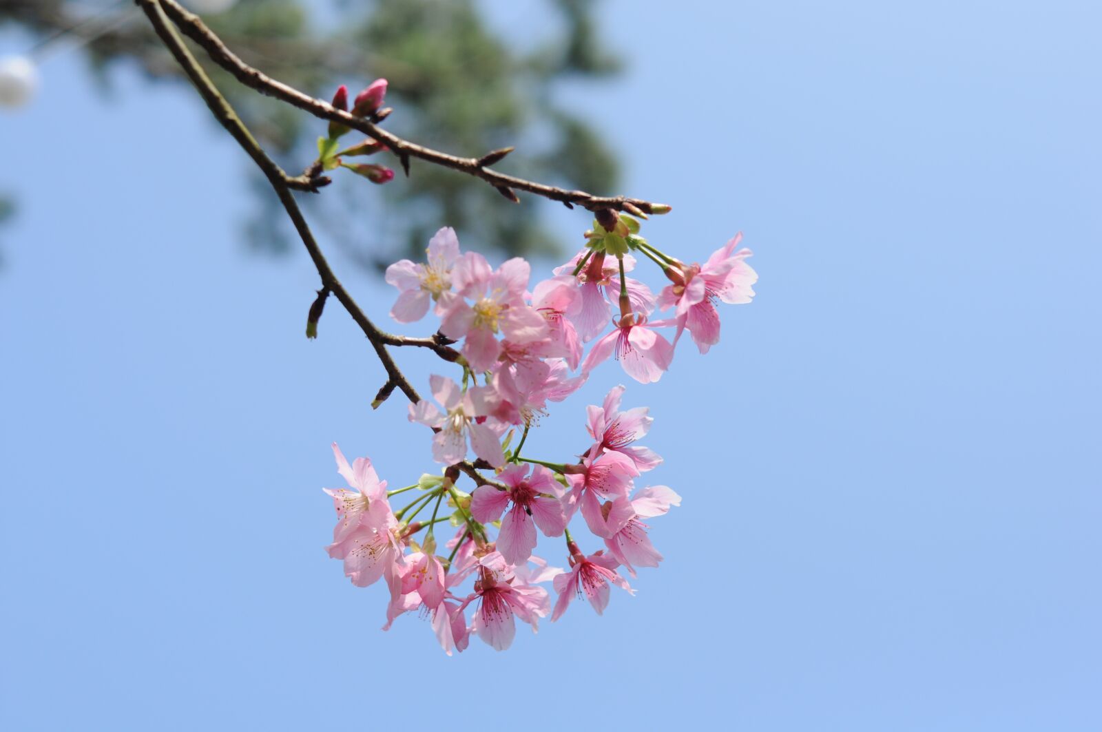 Nikon D90 sample photo. Flower, branch, nature photography