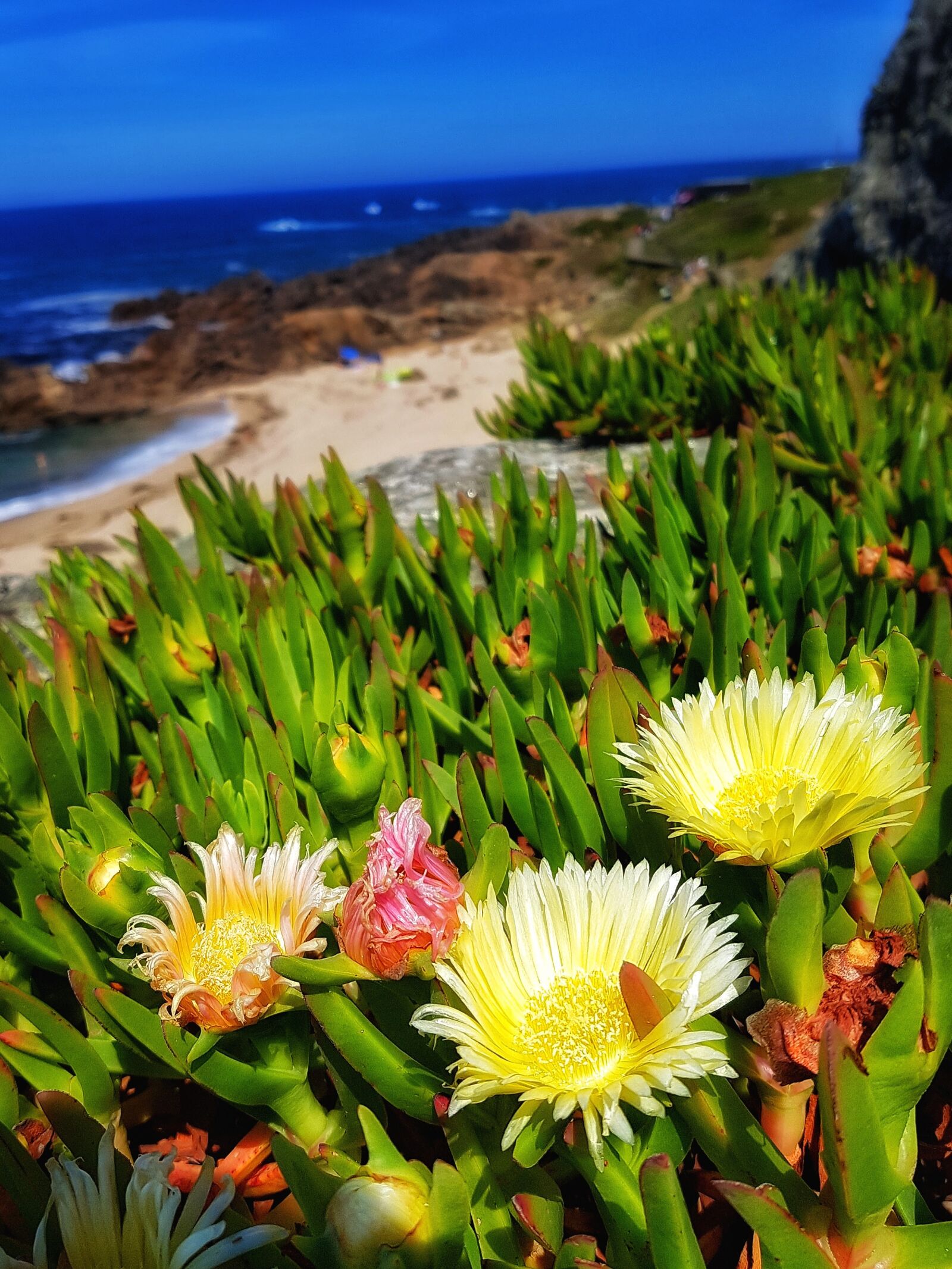 Samsung Galaxy S7 sample photo. Beach, flowers, portugal photography