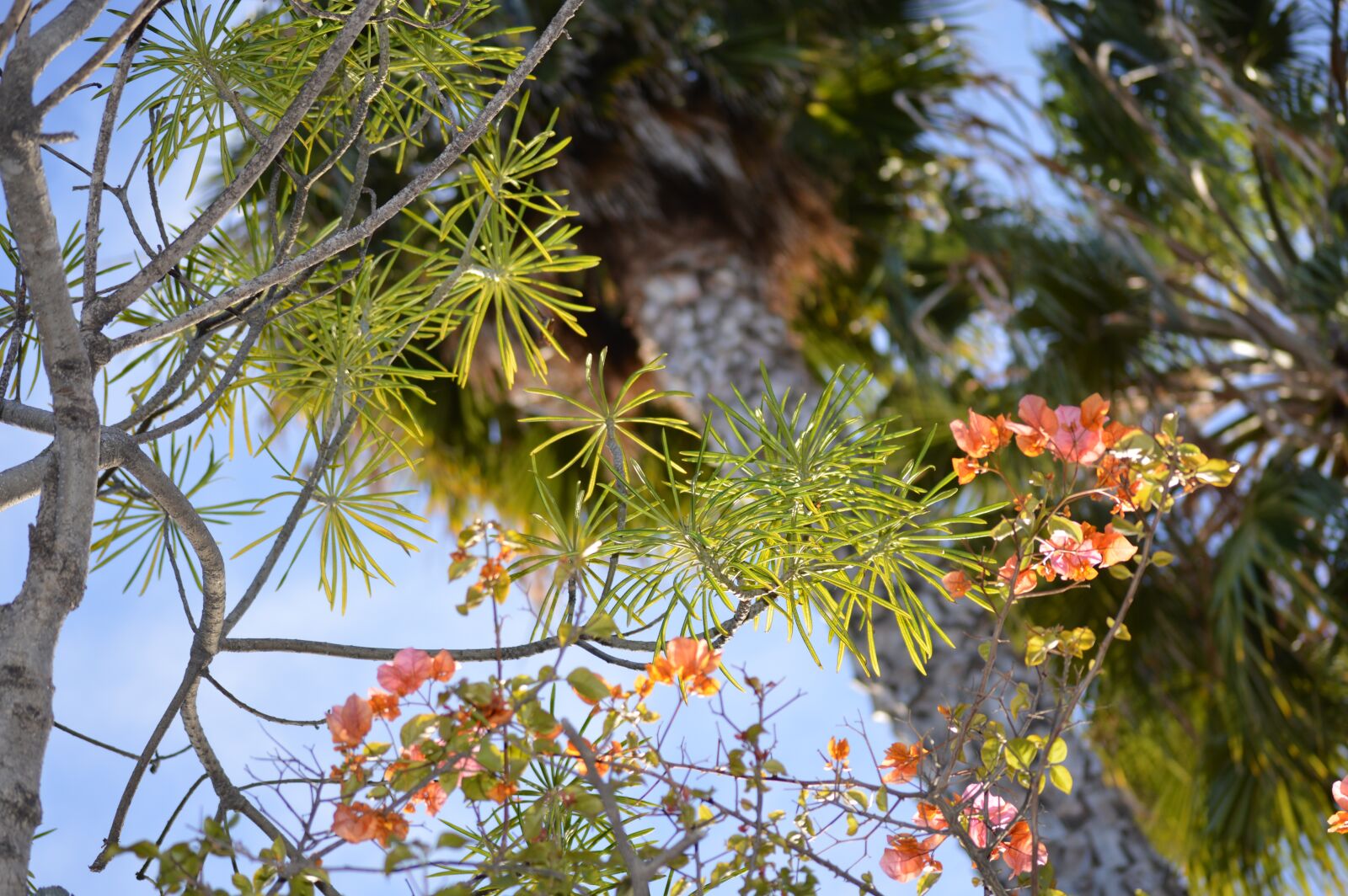 Nikon D3200 sample photo. Palm tree, sky, travel photography