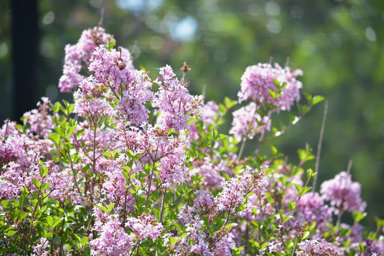 Nikon D5200 sample photo. Flowers, pink, green photography