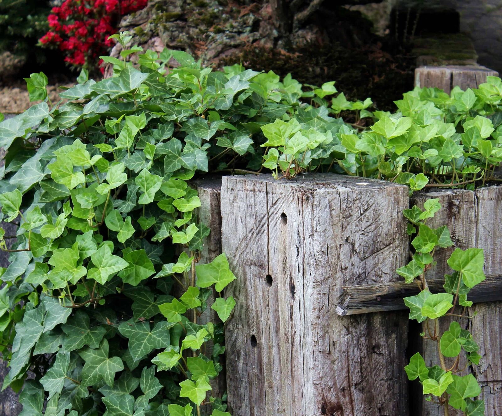 Canon EOS 550D (EOS Rebel T2i / EOS Kiss X4) sample photo. Outdoor, leaf, plant, ivy photography