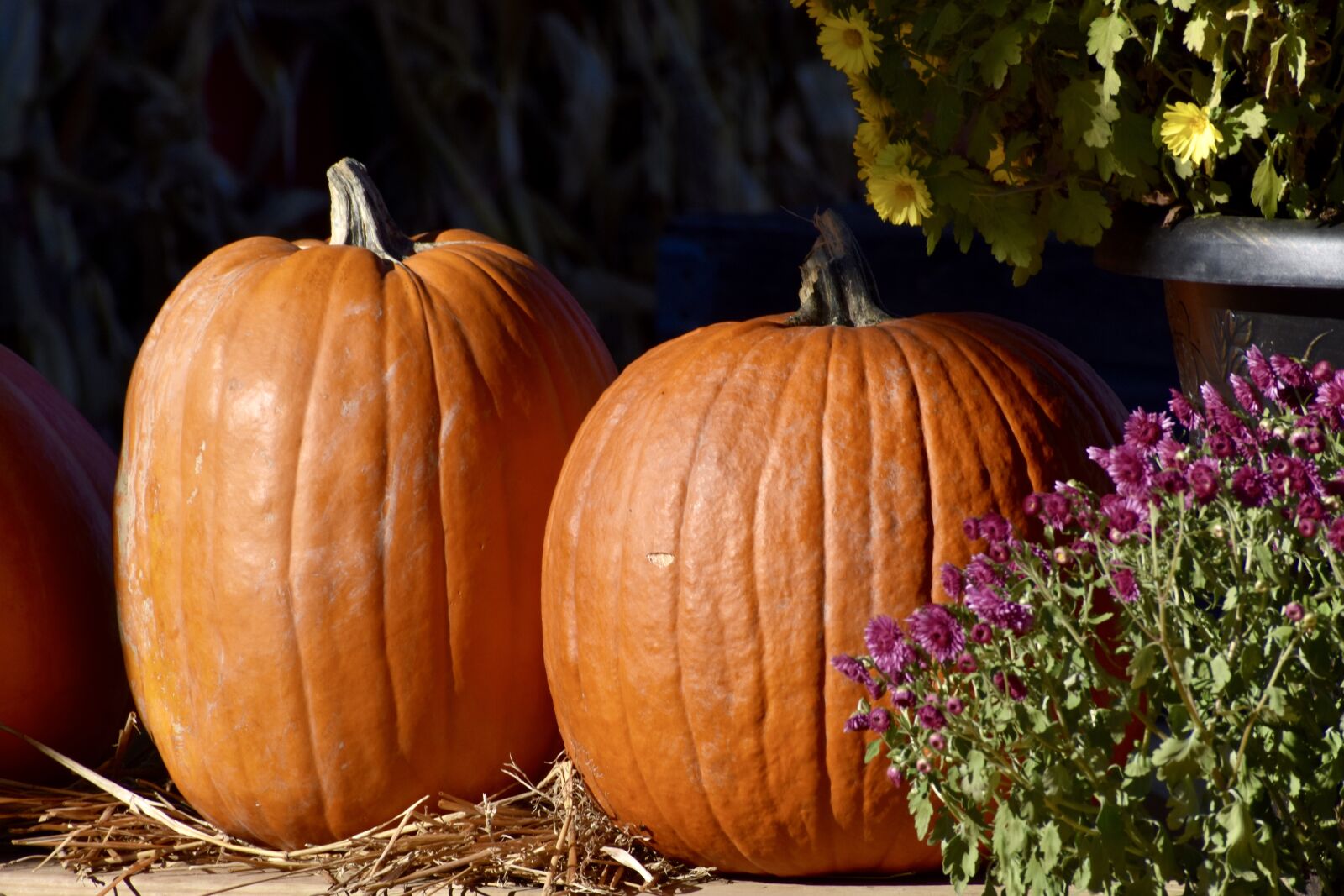 Nikon D3400 sample photo. Pumpkin, hay, autumn photography